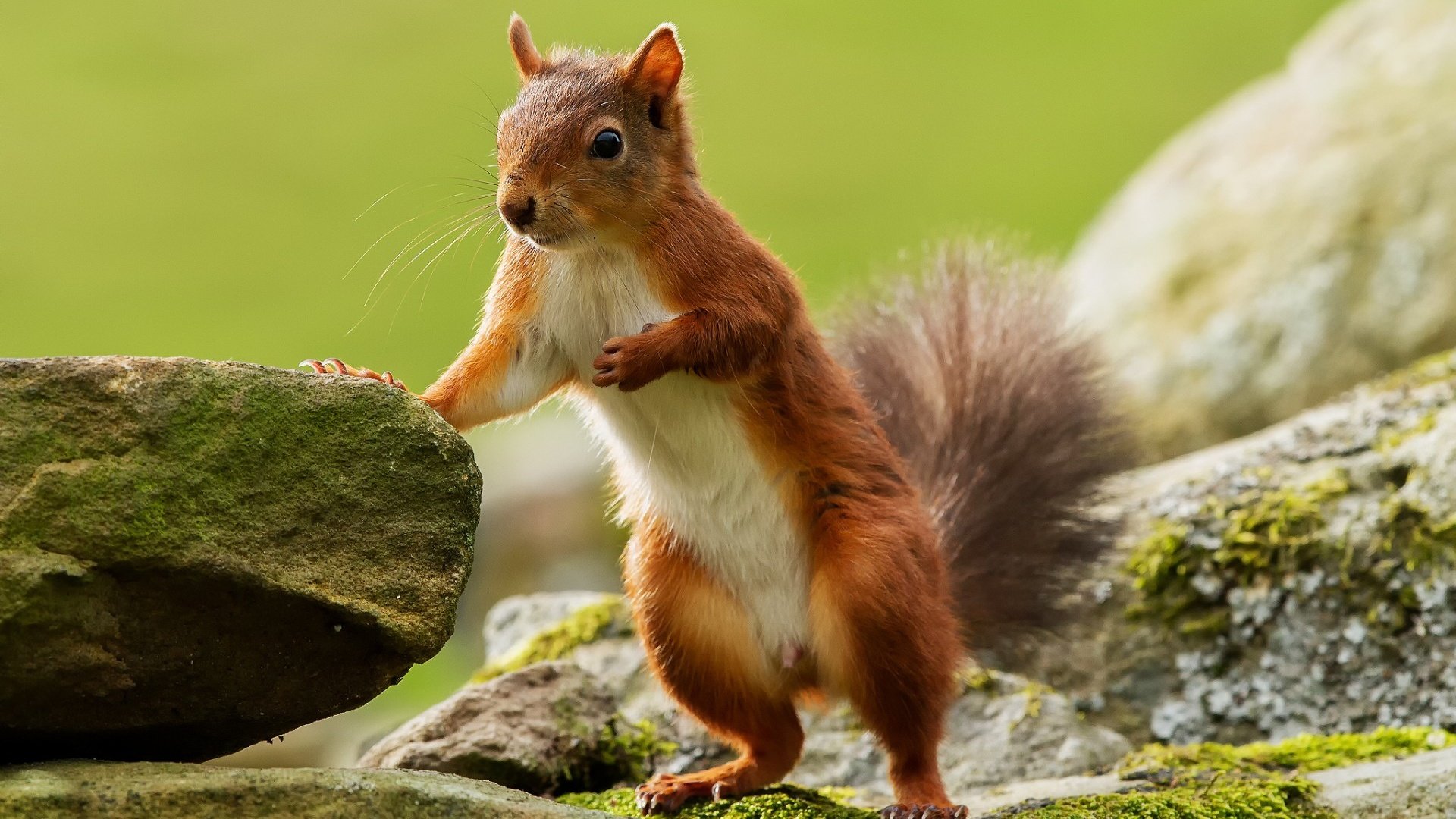 Обои камни, животные, пушистый, мох, белка, хвост, грызун, stones, animals, fluffy, moss, protein, tail, rodent разрешение 1920x1200 Загрузить