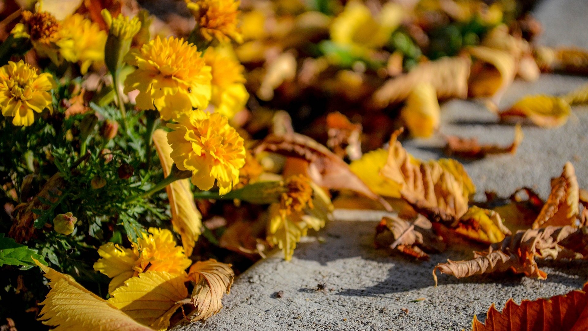 Обои цветы, листья, осень, асфальт, flowers, leaves, autumn, asphalt разрешение 1920x1200 Загрузить