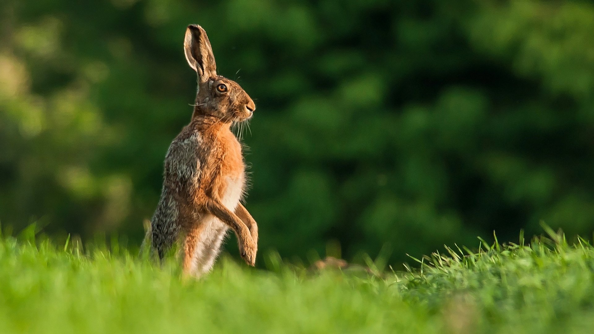 Обои трава, природа, поза, заяц, grass, nature, pose, hare разрешение 1920x1200 Загрузить