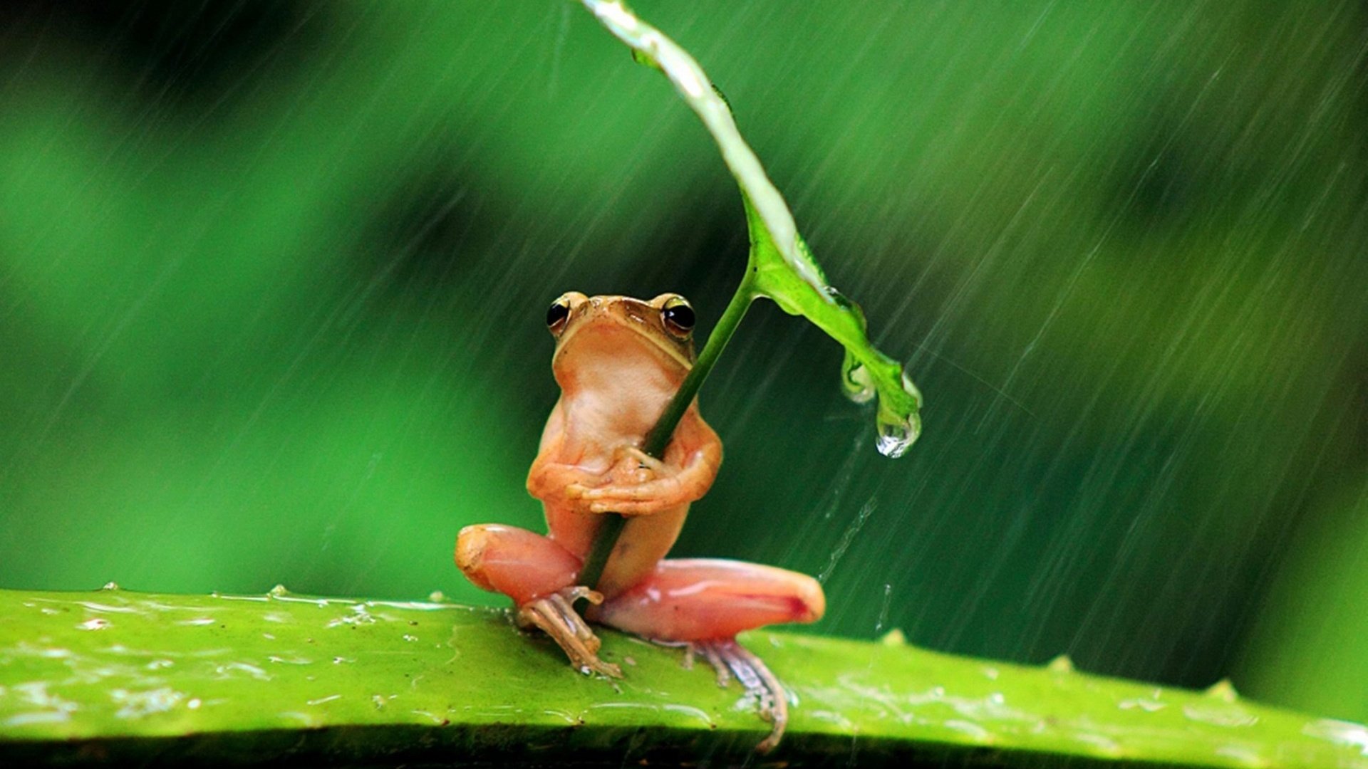 Обои фон, листок, лягушка, дождь, background, leaf, frog, rain разрешение 1920x1250 Загрузить