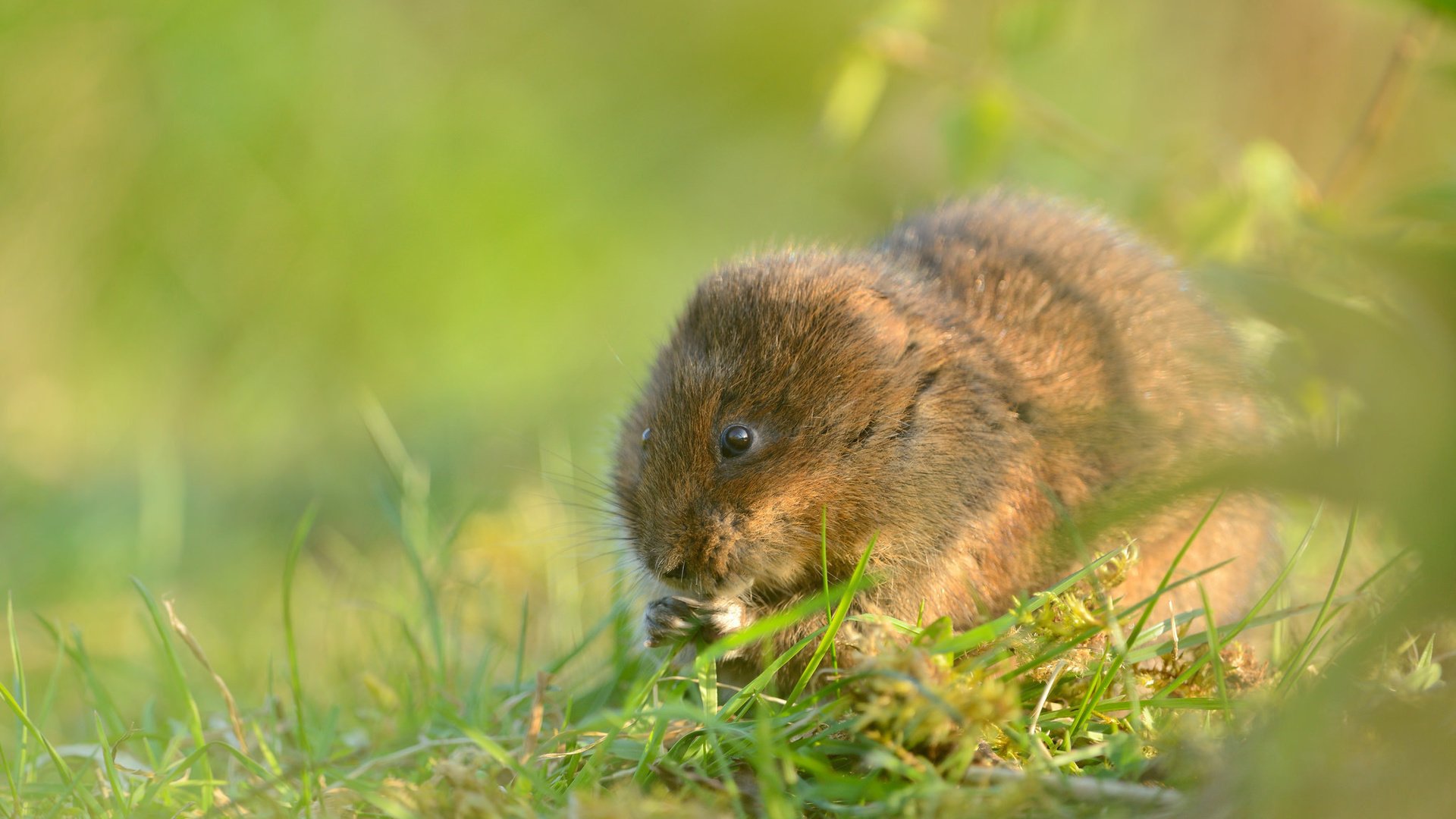 Обои трава, мышь, грызун, водяная полёвка, grass, mouse, rodent, water vole разрешение 2048x1367 Загрузить