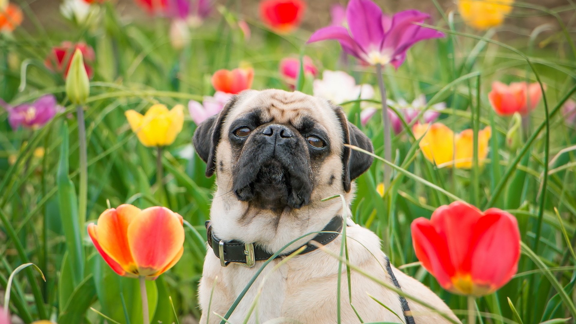 Обои цветы, трава, собака, тюльпаны, мопс, flowers, grass, dog, tulips, pug разрешение 2560x1600 Загрузить