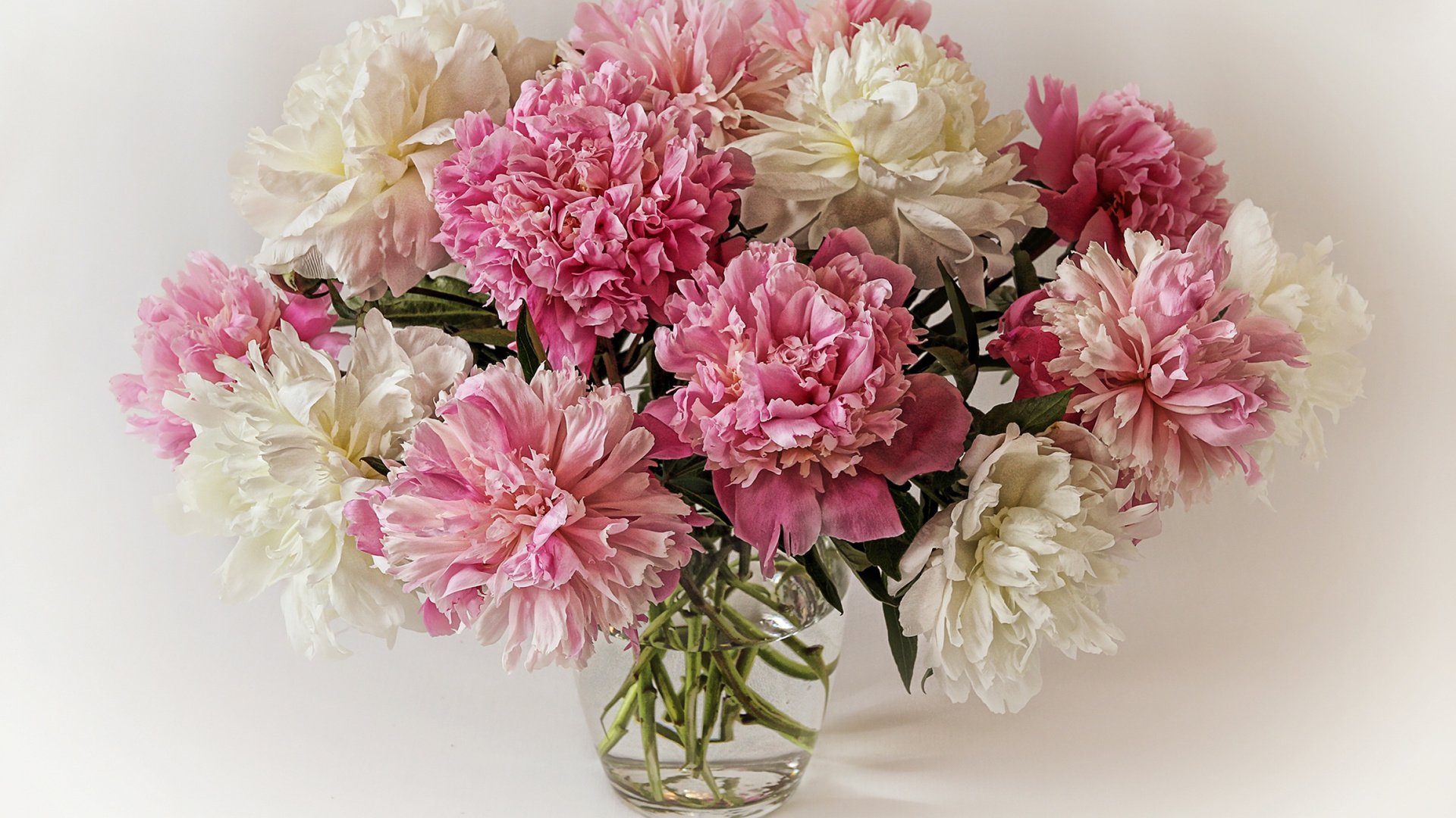 Обои цветы, букет, ваза, пионы, flowers, bouquet, vase, peonies разрешение 2500x1860 Загрузить