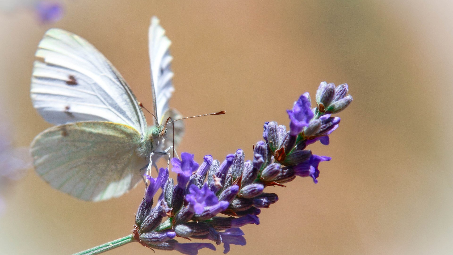 Обои макро, цветок, бабочка, крылья, насекомые, macro, flower, butterfly, wings, insects разрешение 2048x1535 Загрузить