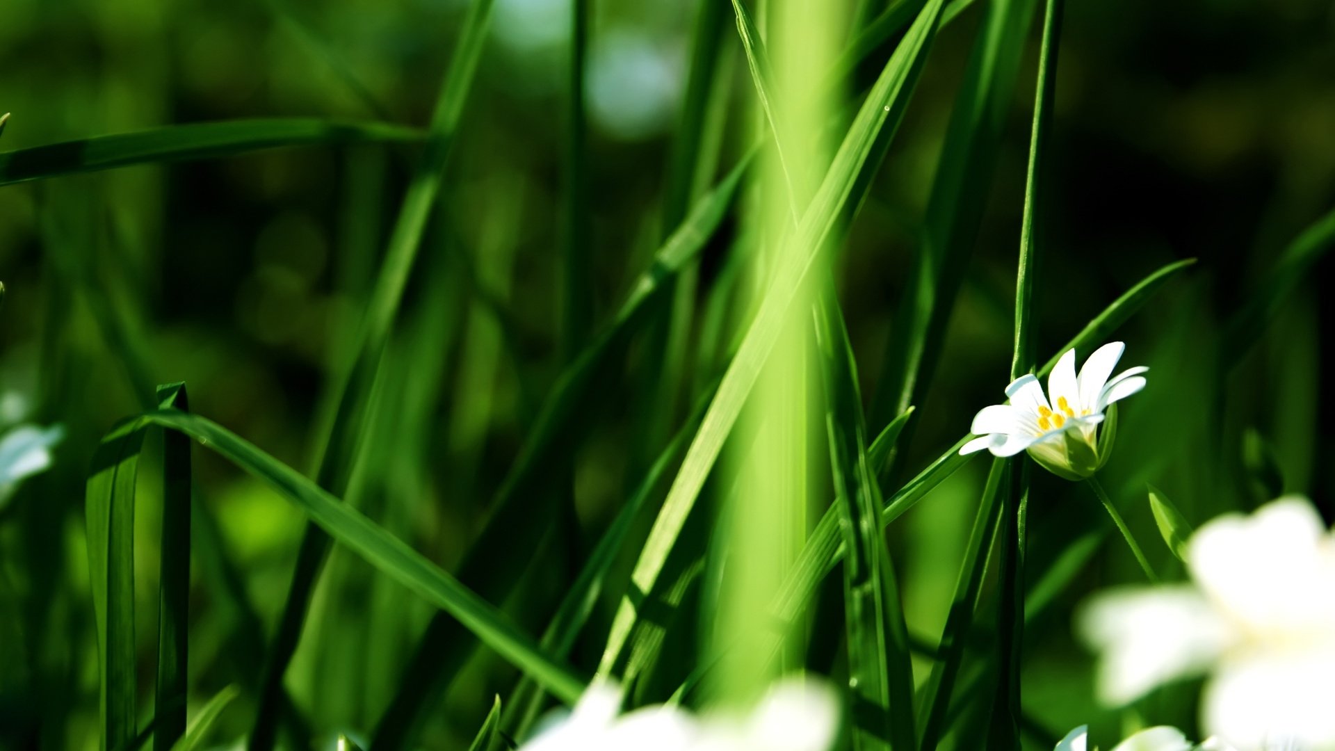 Зеленая трава с белыми цветами бесплатно