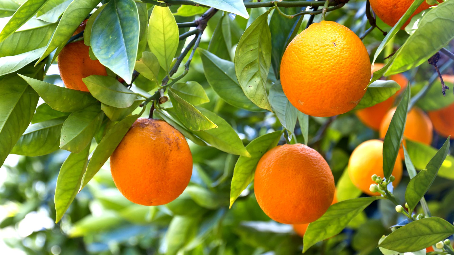 Обои дерево, фрукты.апельсины, tree, fruit.oranges разрешение 5184x3456 Загрузить