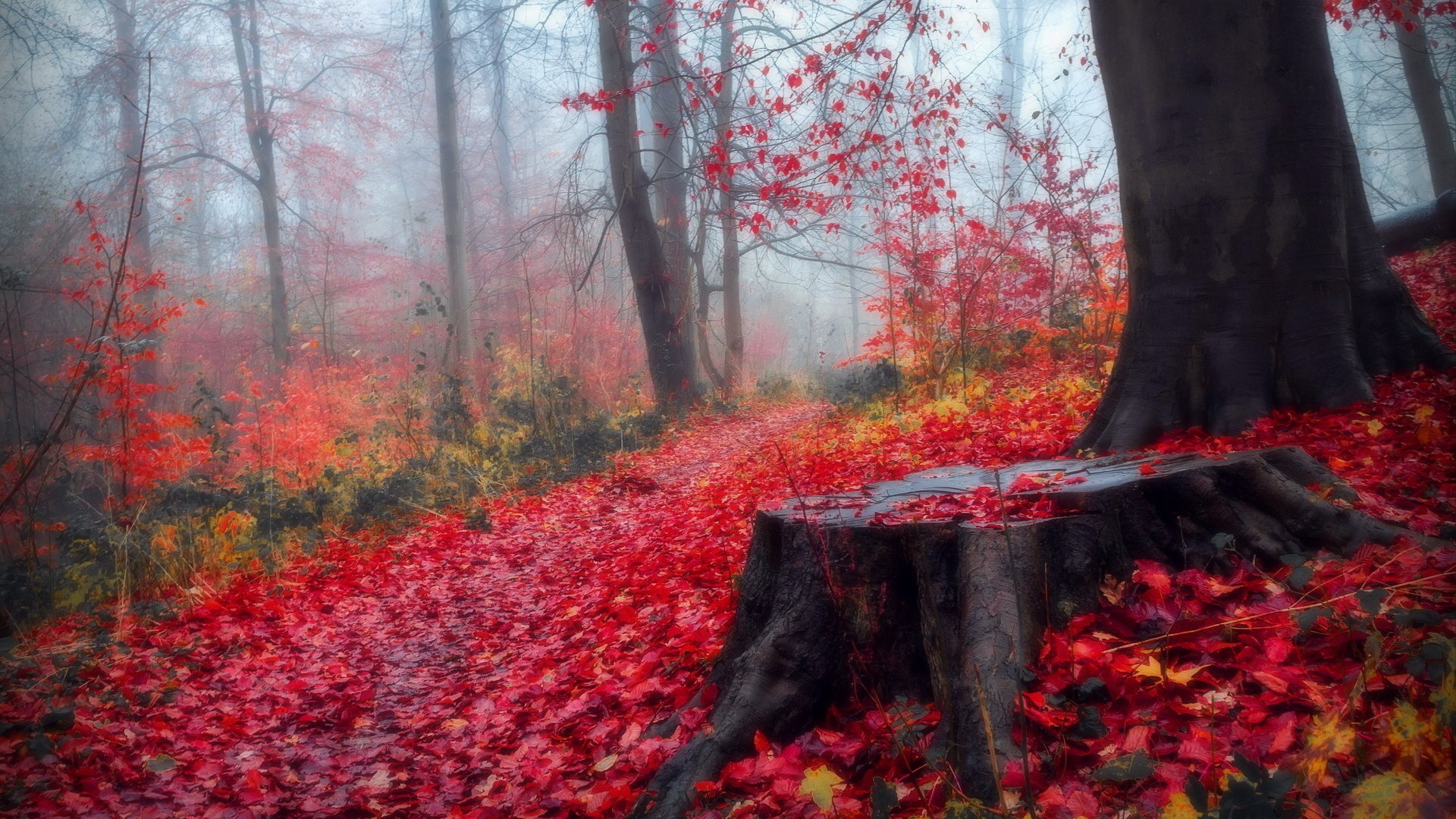 Обои деревья, лес, листья, пейзаж, осень, пенек, trees, forest, leaves, landscape, autumn, stump разрешение 1920x1200 Загрузить