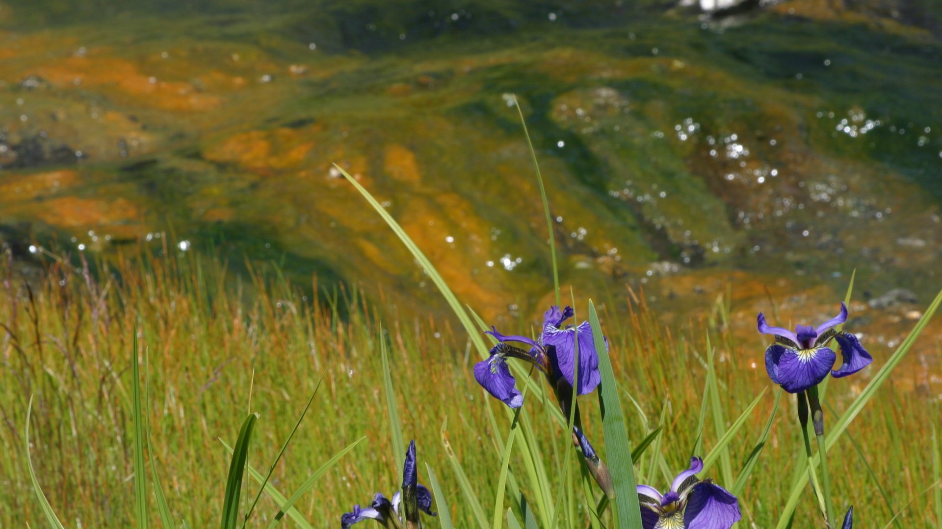 Обои цветы, трава, природа, лето, ирисы, flowers, grass, nature, summer, irises разрешение 3072x2048 Загрузить