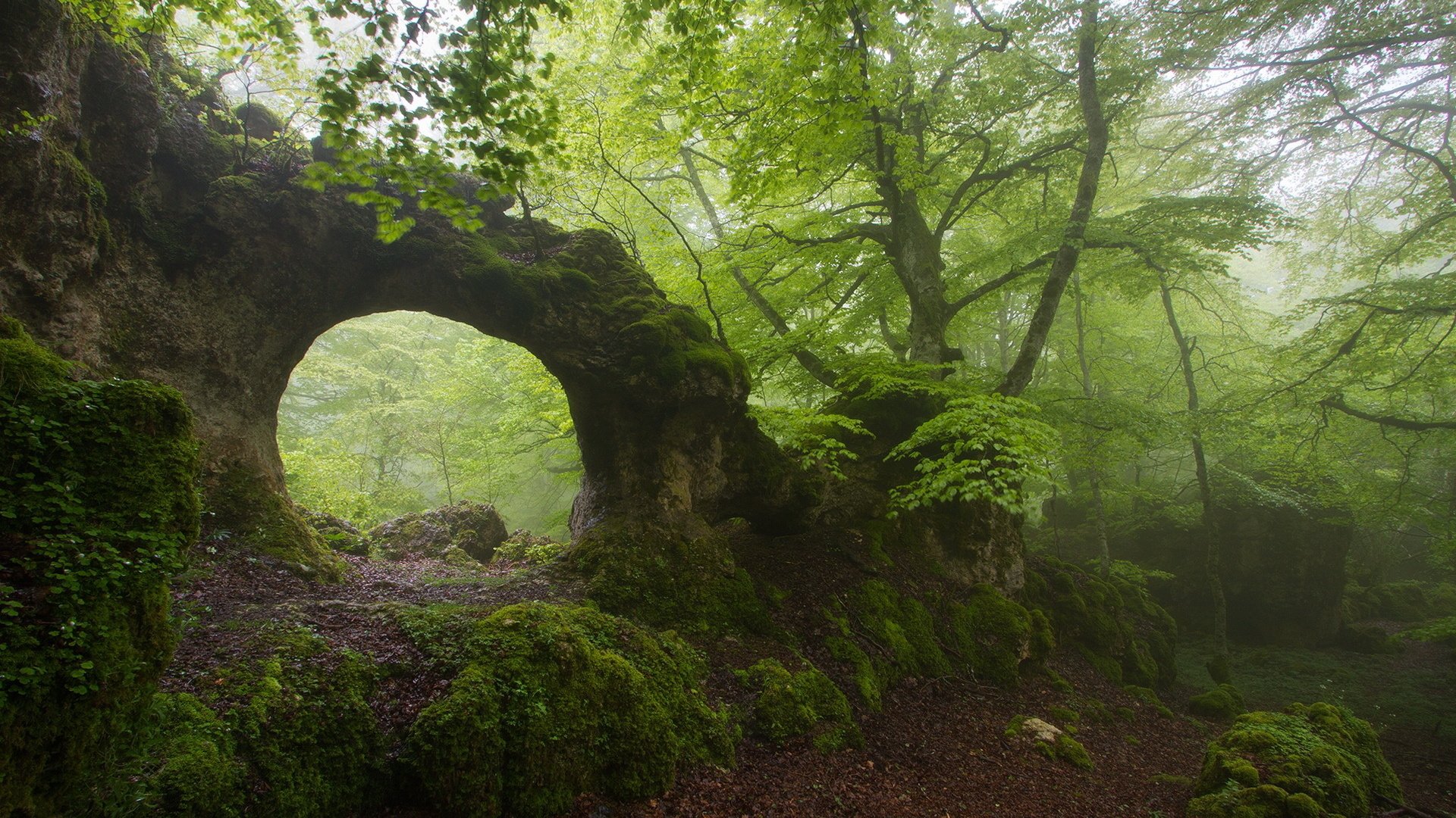 тропинка лес арка деревья path forest arch trees без смс