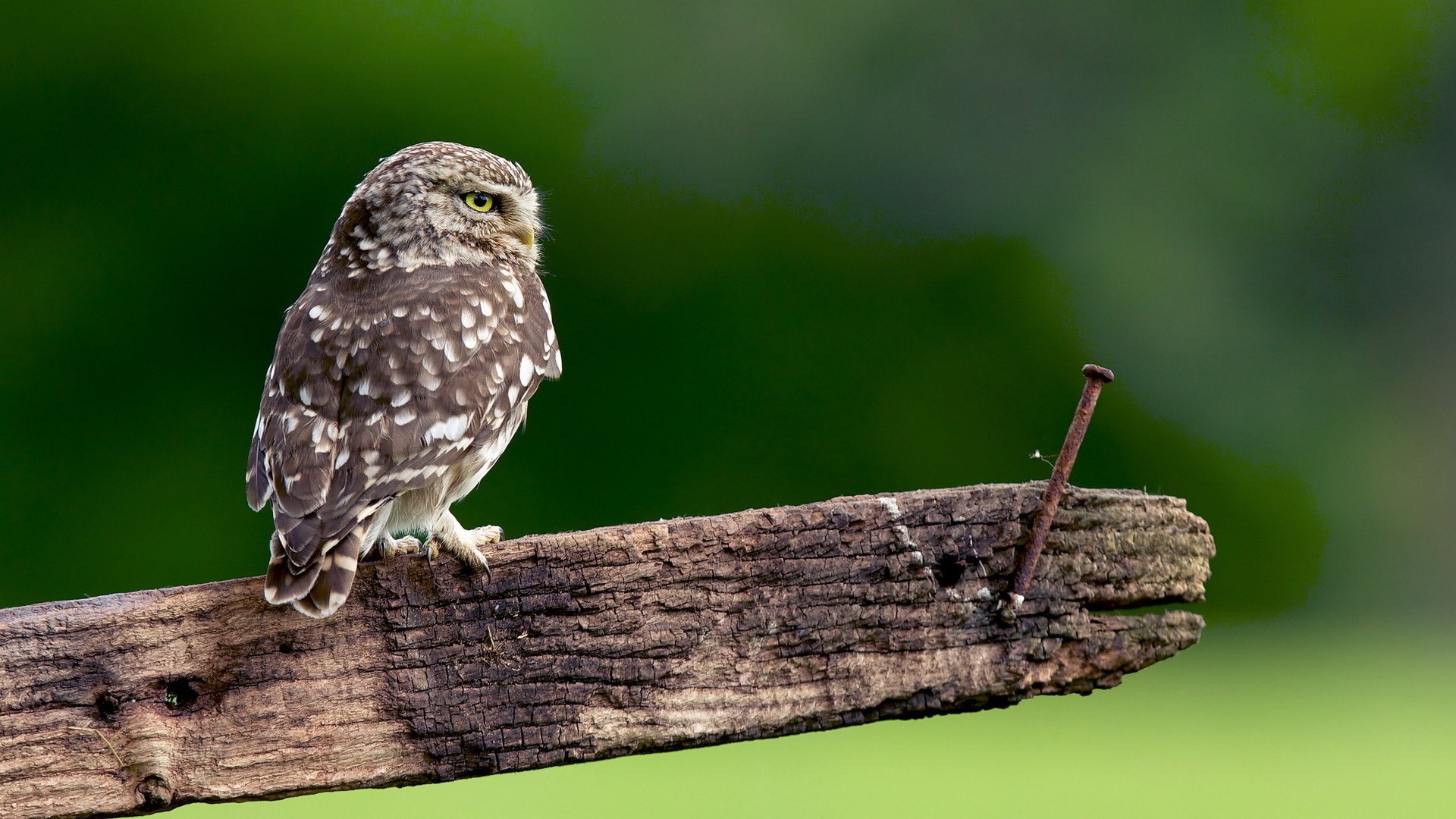 Обои сова, природа, доска, гвоздь, птица, перья, сыч, owl, nature, board, nail, bird, feathers разрешение 1920x1280 Загрузить