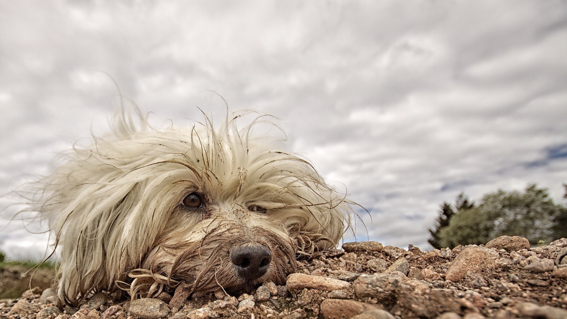 Обои собака, друг, белая, мохнатая, гаванский бишон, dog, each, white, hairy, the havanese разрешение 1920x1200 Загрузить