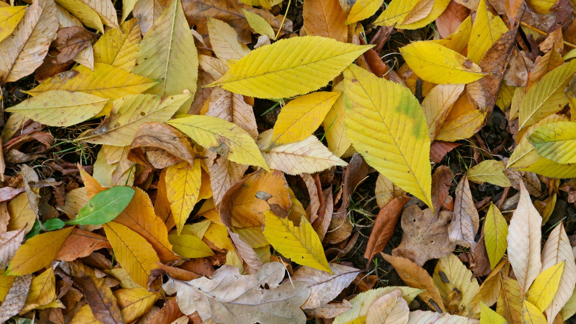 Обои природа, листья, макро, осень, nature, leaves, macro, autumn разрешение 3456x2304 Загрузить