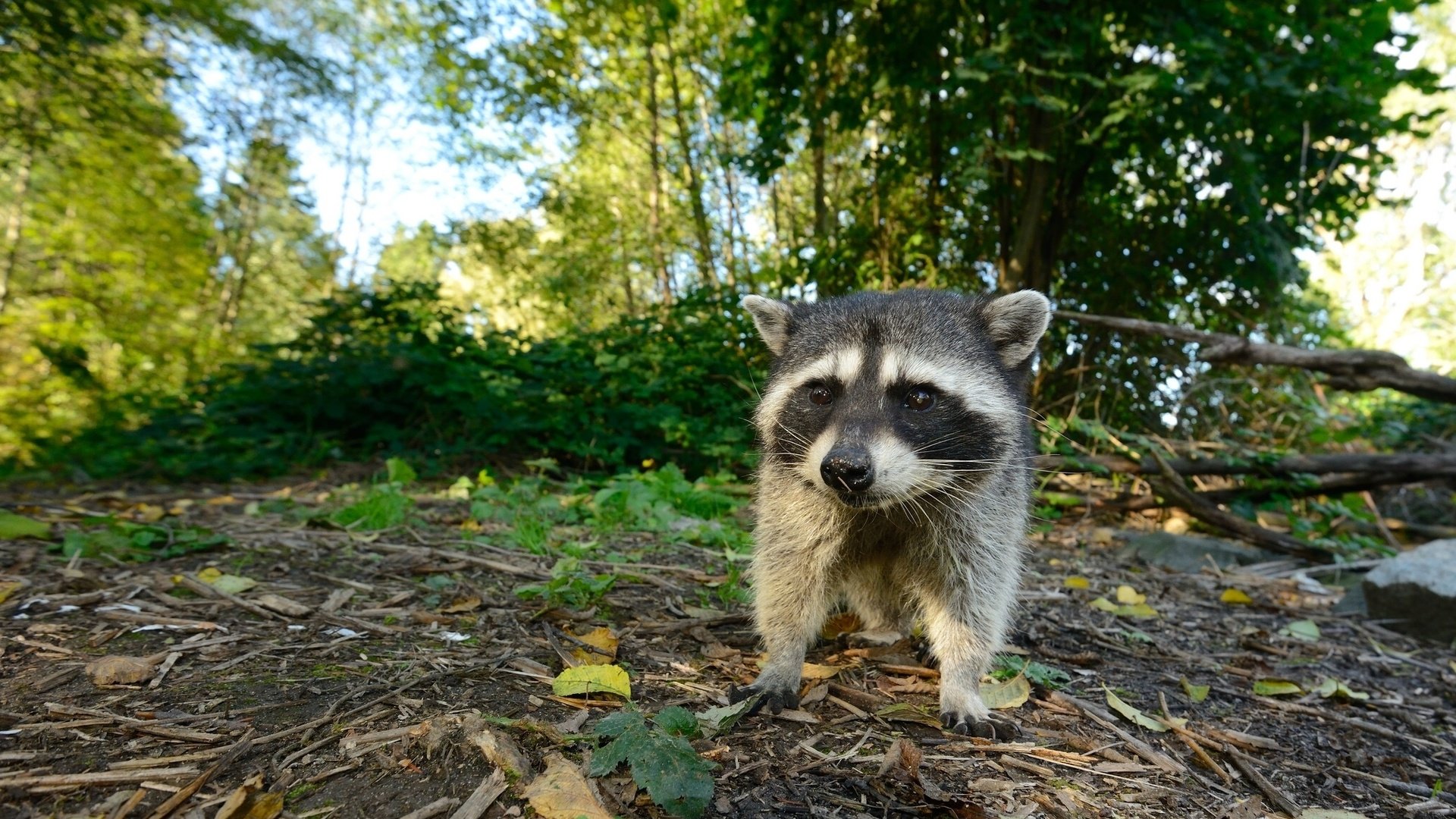 Обои лес, енот, детеныш, forest, raccoon, cub разрешение 2048x1281 Загрузить