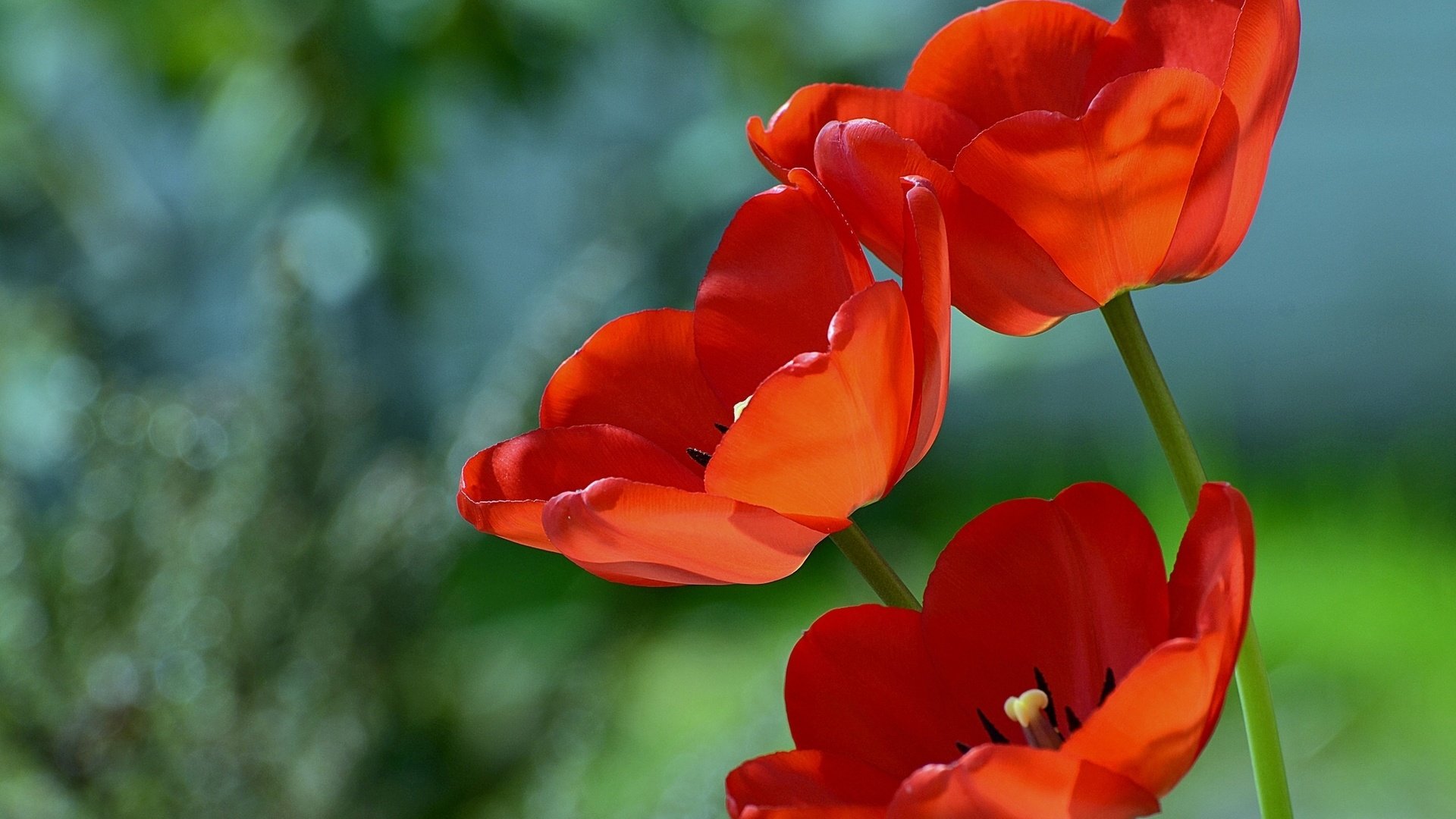 Обои цветы, макро, фон, красные, тюльпаны, flowers, macro, background, red, tulips разрешение 1920x1357 Загрузить