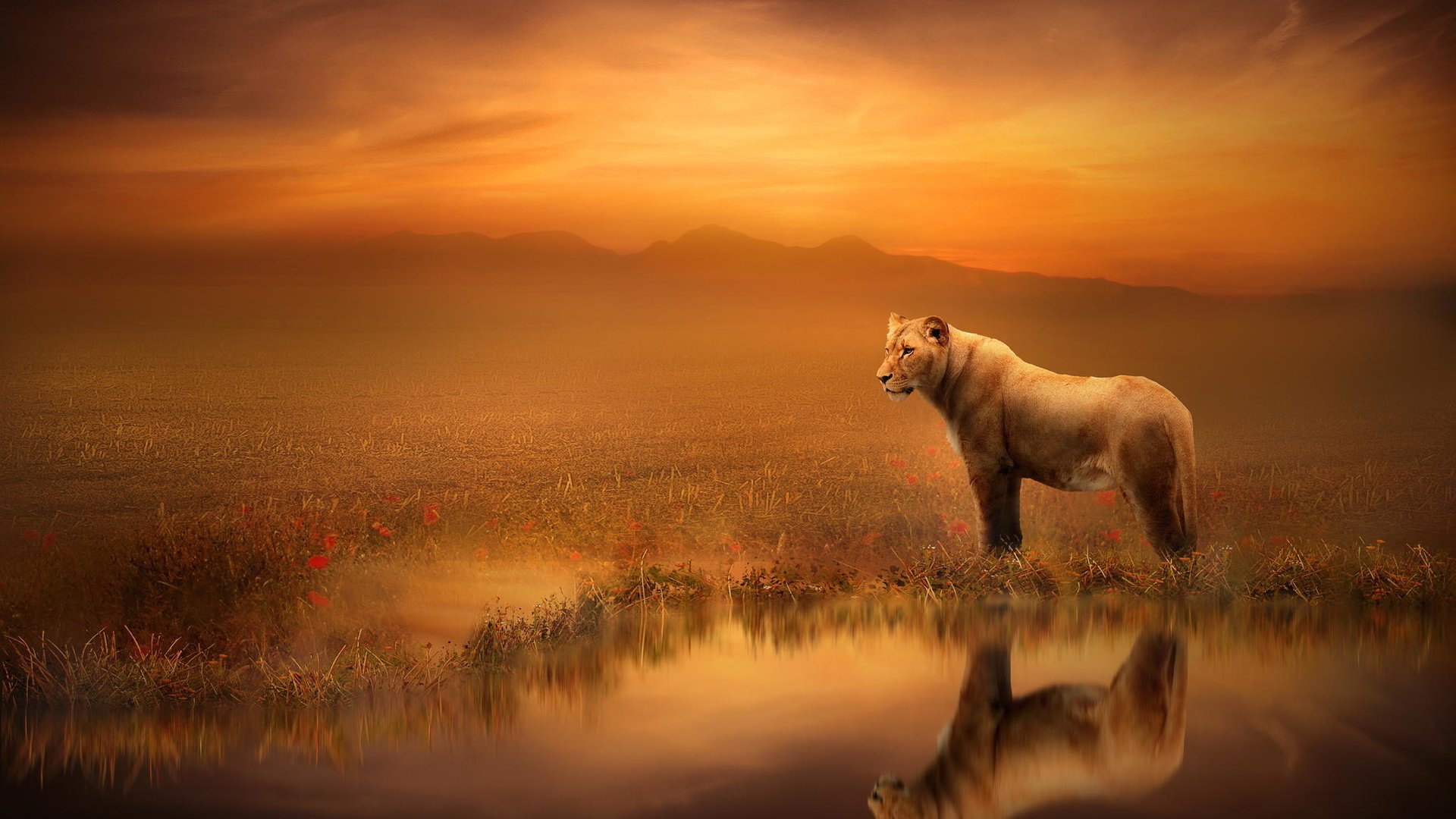 Обои арт, отражение, лев, львица, art, reflection, leo, lioness разрешение 2048x1365 Загрузить