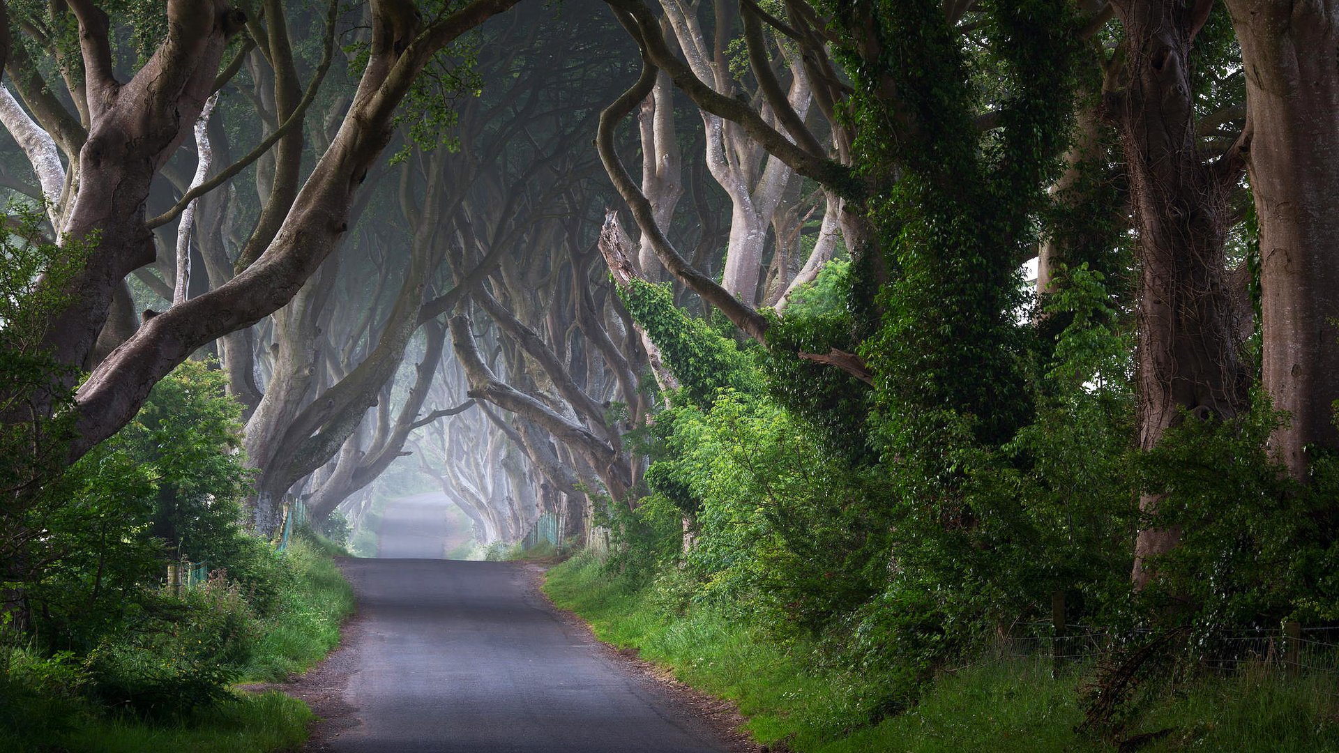 Обои дорога, деревья, природа, стволы, ирландия, road, trees, nature, trunks, ireland разрешение 2048x1363 Загрузить