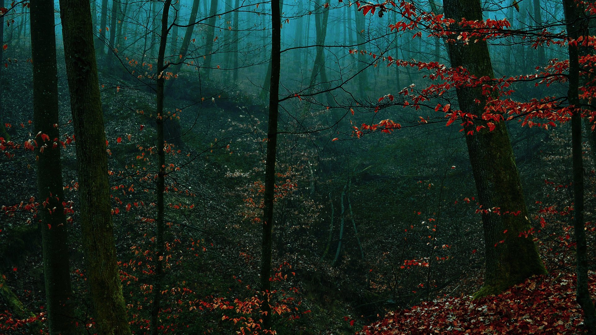 Обои деревья, лес, туман, осень, trees, forest, fog, autumn разрешение 2048x1365 Загрузить
