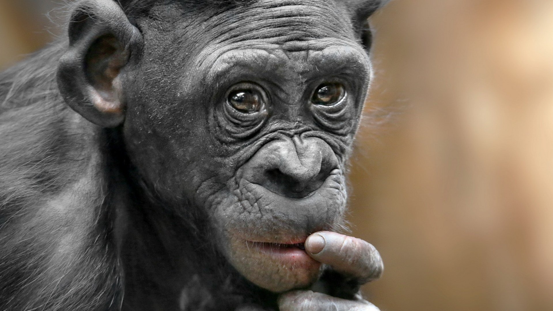 Обои природа, обезьяна, примат, карликовый шимпанзе, nature, monkey, the primacy of, pygmy chimpanzee разрешение 1920x1200 Загрузить
