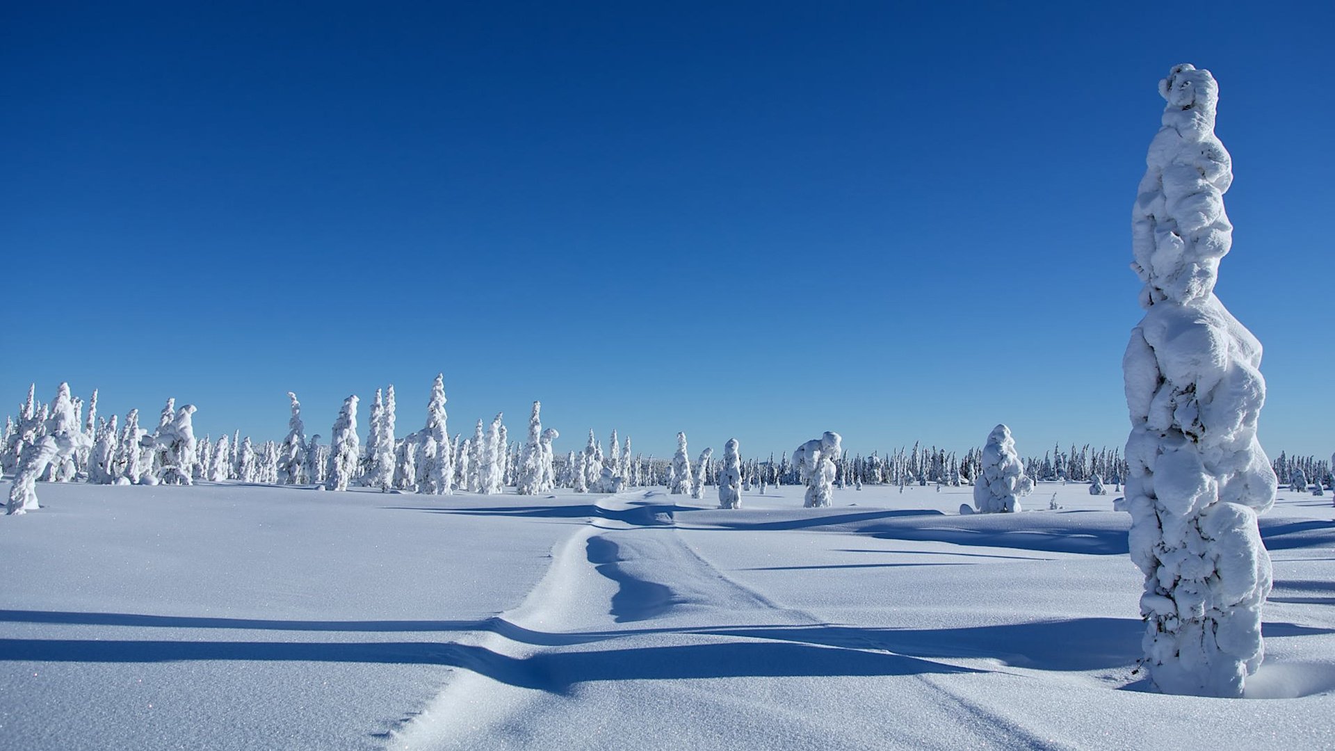Обои деревья, снег, зима, сугробы, trees, snow, winter, the snow разрешение 1920x1177 Загрузить