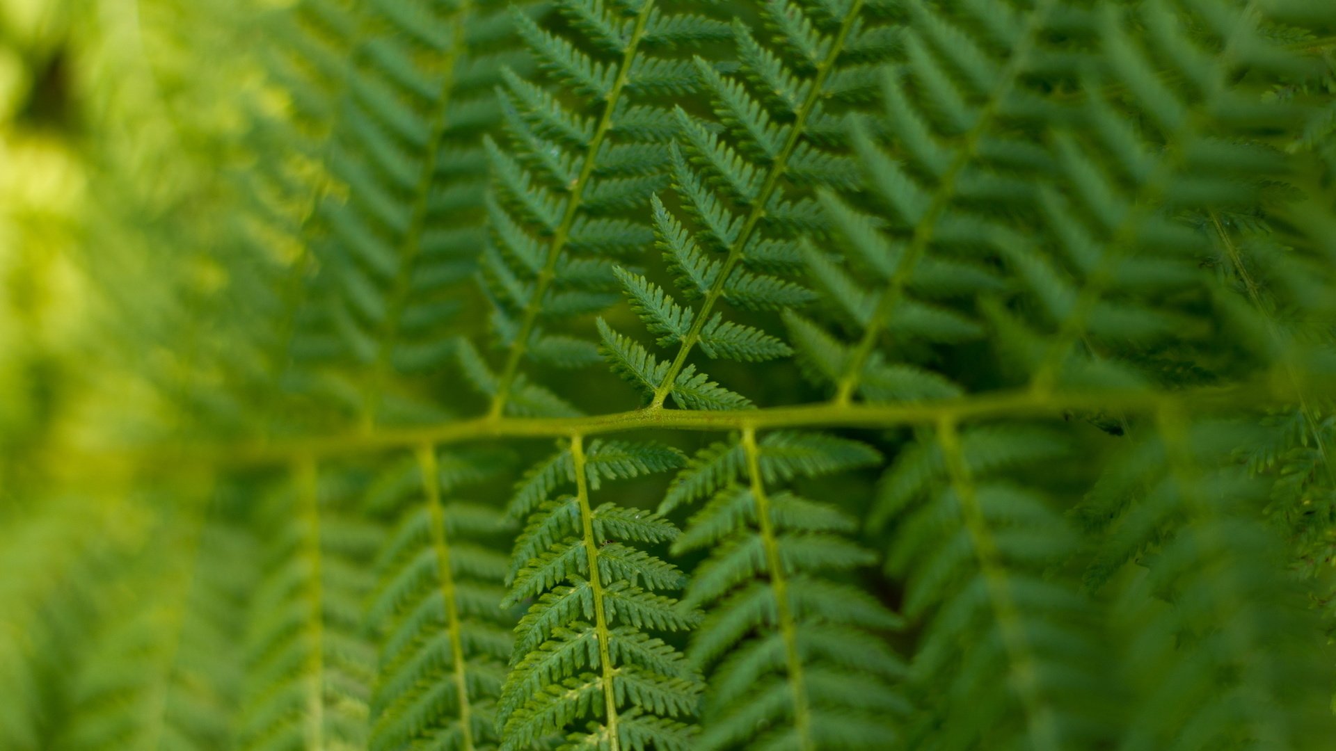 Обои лес, макро, лето, растение, папоротник, forest, macro, summer, plant, fern разрешение 2560x1600 Загрузить