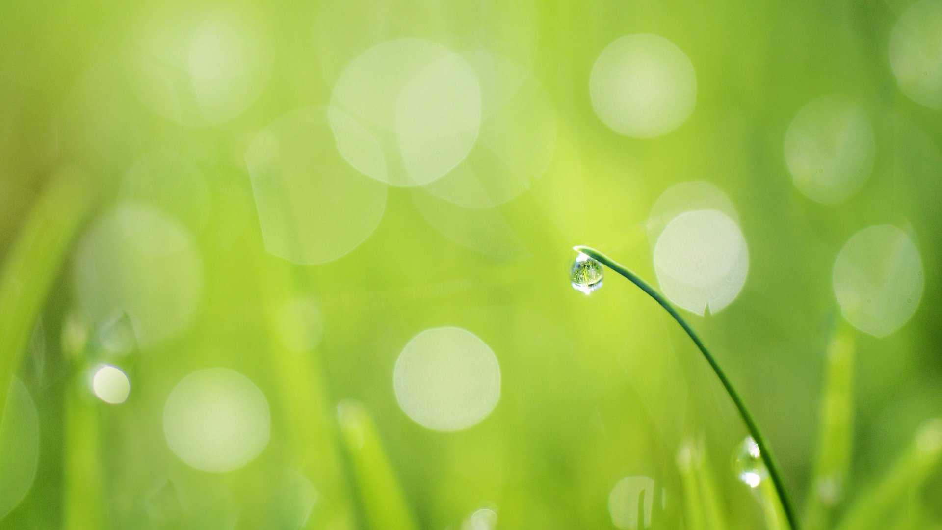 Обои трава, травинка, зелень.капля, роса.блики, капли на траве, grass, a blade of grass, greens.drop, rosa.glare, drops on the grass разрешение 2048x1371 Загрузить