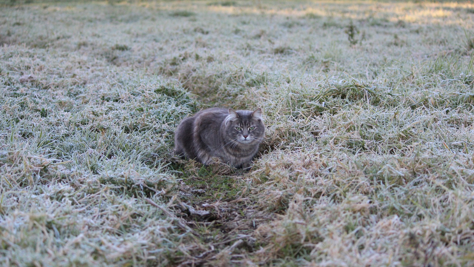 Обои трава, кот, иней, кошка, grass, cat, frost разрешение 2048x1365 Загрузить