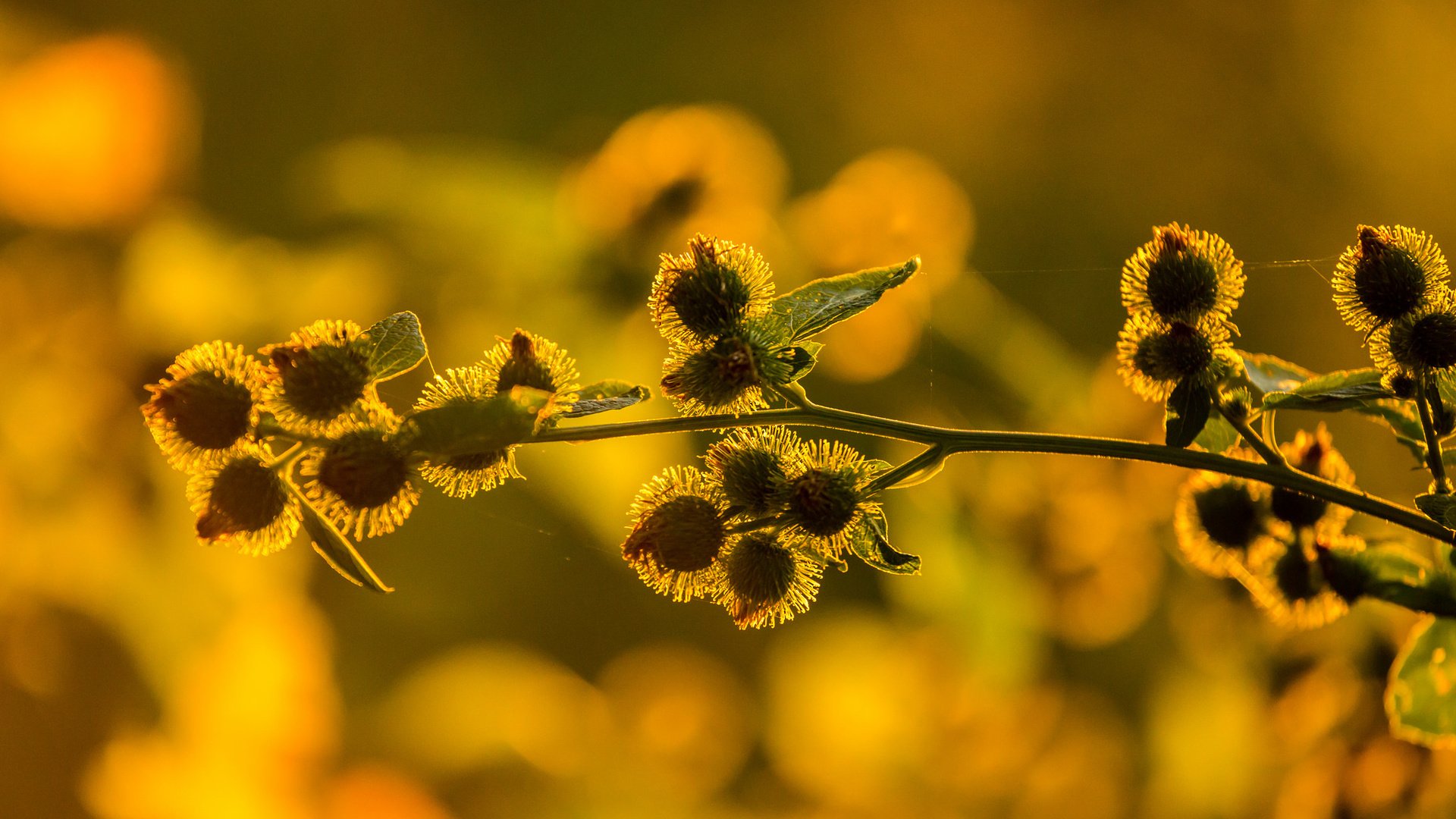 Обои макро, цветок, растение, macro, flower, plant разрешение 2048x1365 Загрузить