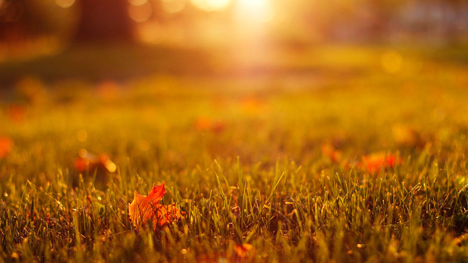 Обои трава, природа, листья, осень, grass, nature, leaves, autumn разрешение 1920x1280 Загрузить