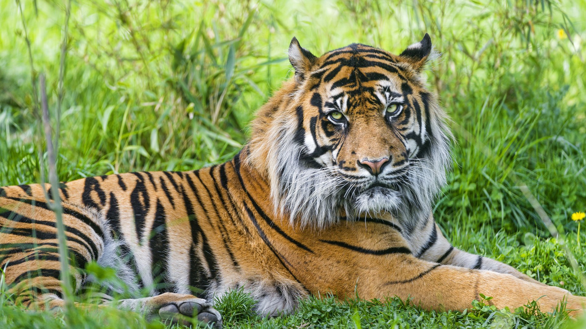 Обои тигр, трава, хищник, tiger, grass, predator разрешение 1920x1278 Загрузить