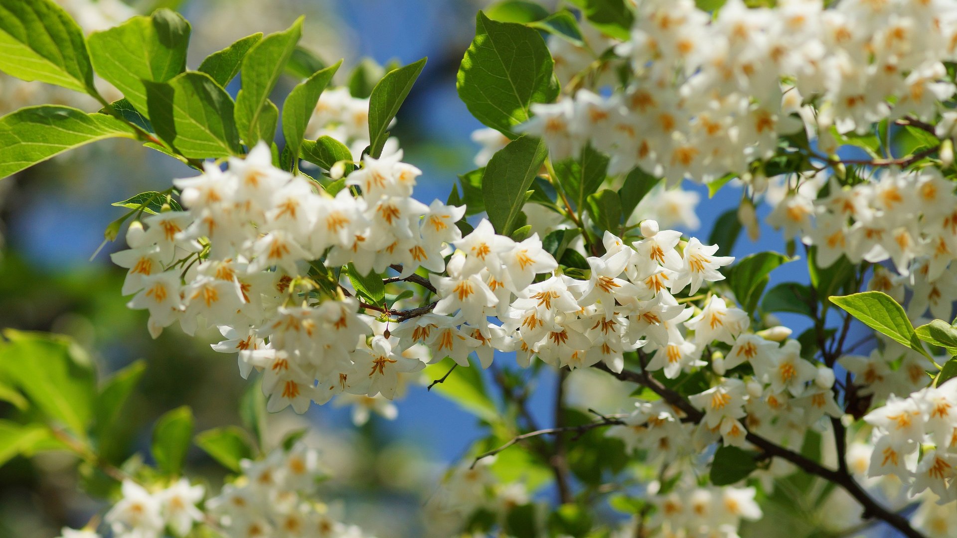 Обои природа, цветение, ветки, весна, nature, flowering, branches, spring разрешение 2048x1365 Загрузить