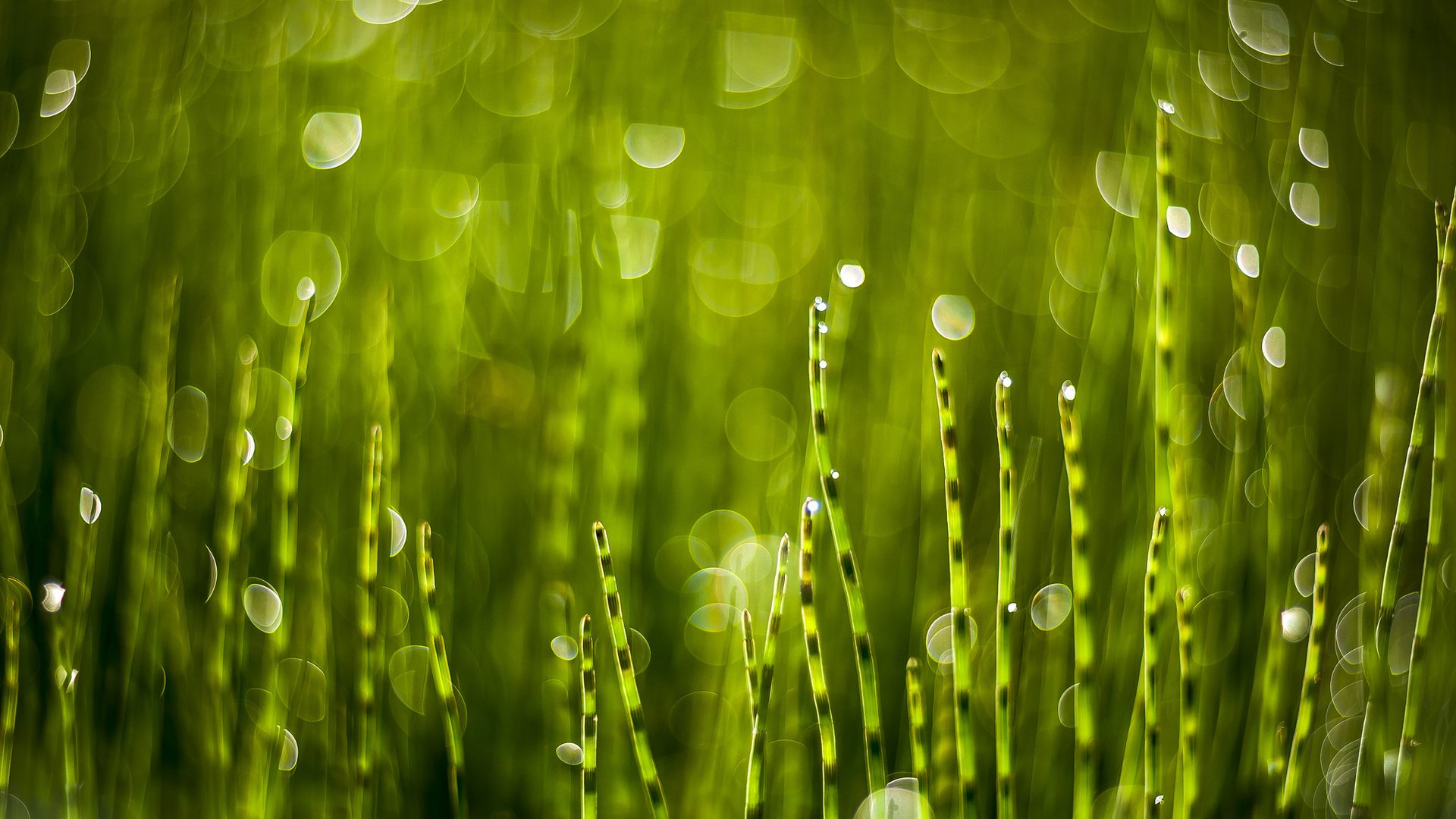 Обои трава, зелень, блики, растение, grass, greens, glare, plant разрешение 2048x1365 Загрузить