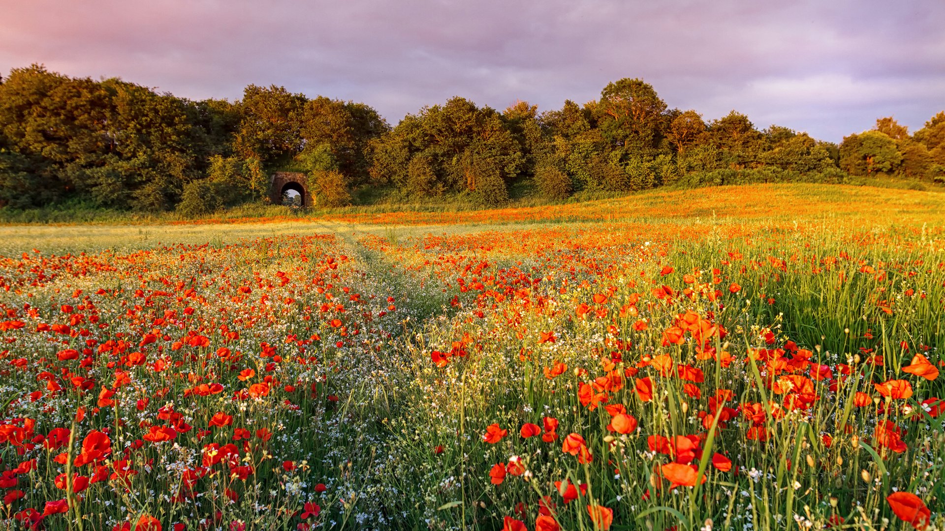 Обои небо, цветы, поле, лето, маки, the sky, flowers, field, summer, maki разрешение 3000x2000 Загрузить