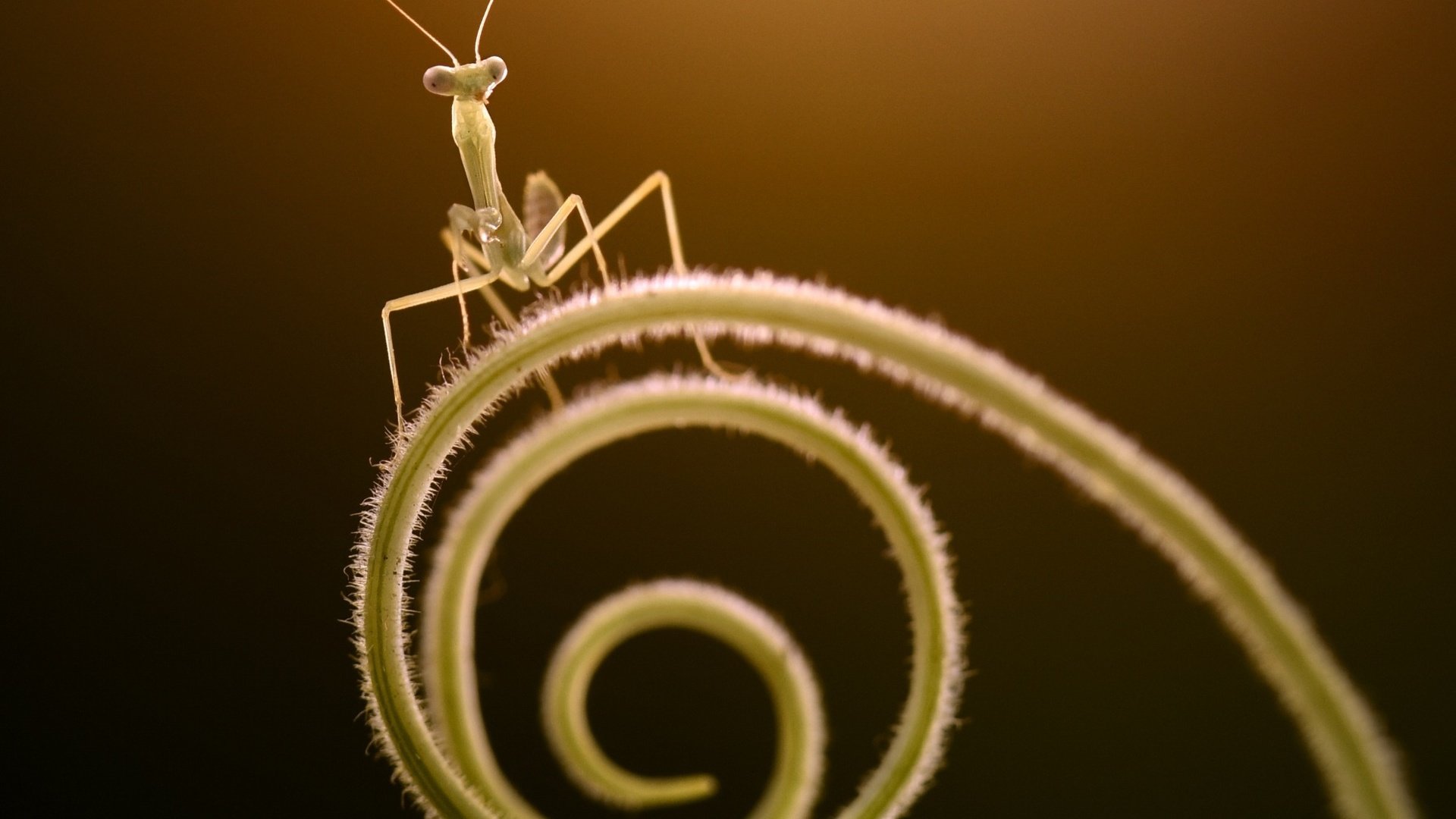 Обои макро, насекомые, растение, стебель, богомол, macro, insects, plant, stem, mantis разрешение 1987x1678 Загрузить