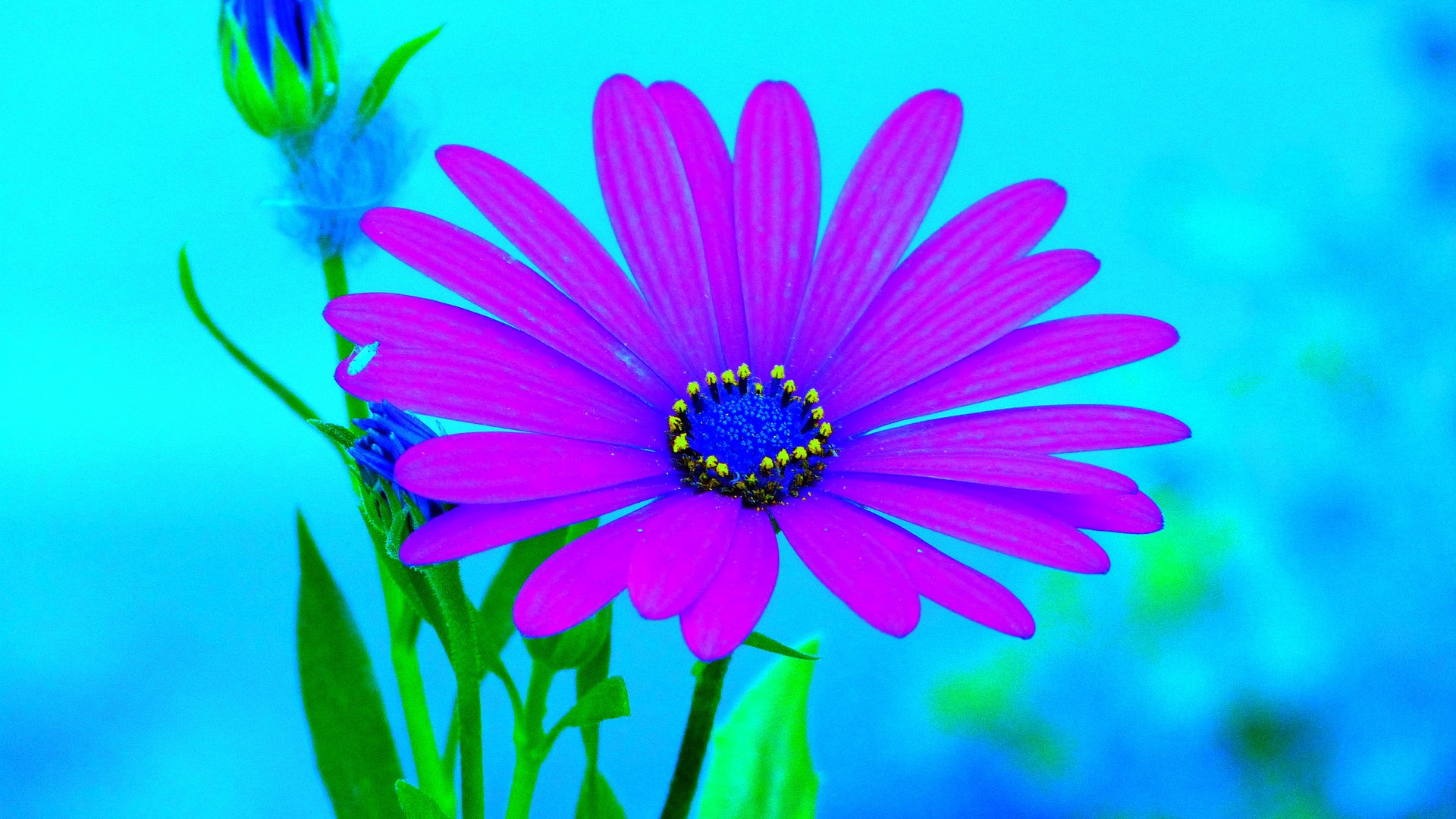 Обои фон, цветок, лепестки, гербера, background, flower, petals, gerbera разрешение 2048x1536 Загрузить
