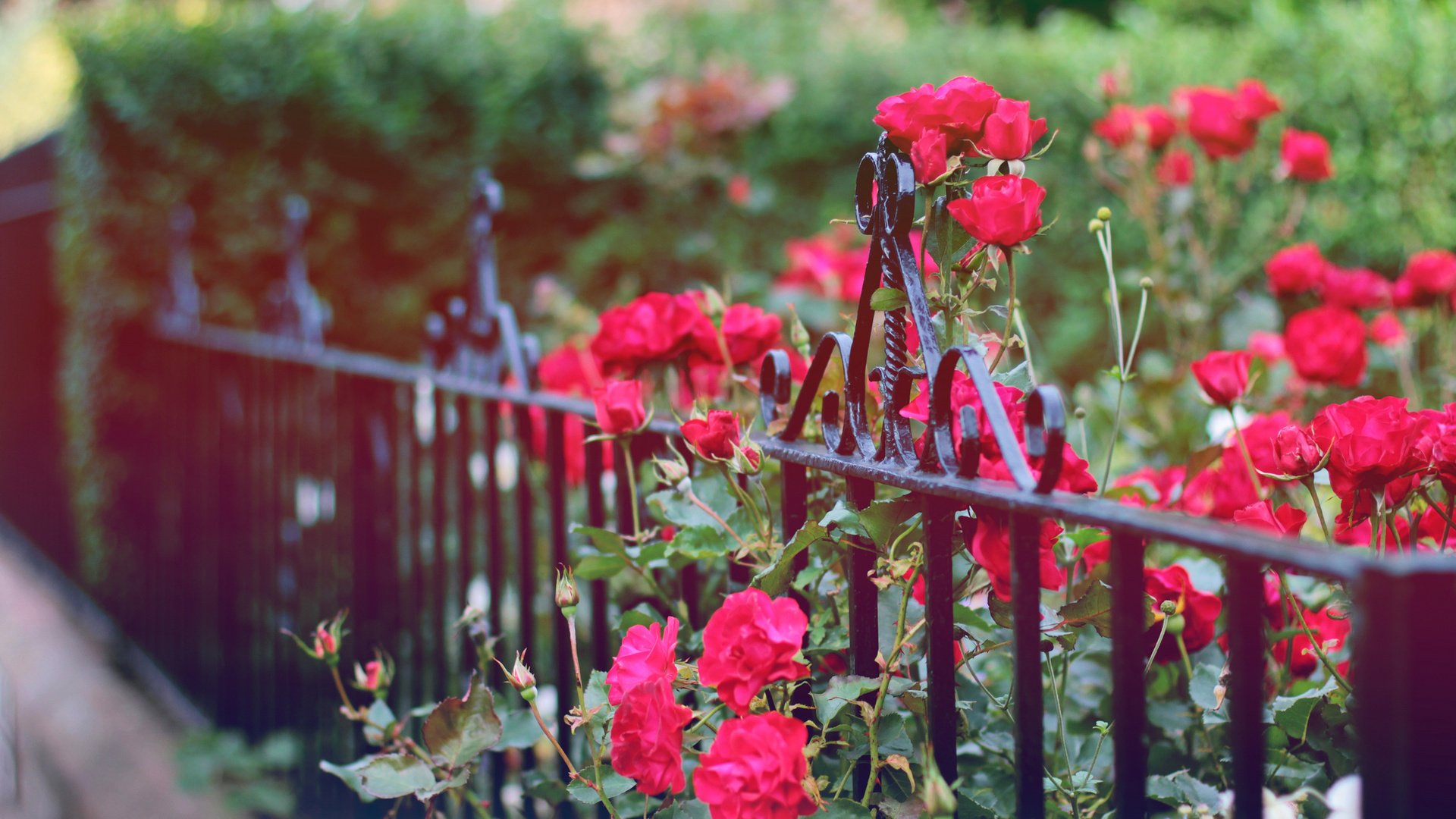 Обои цветы, бутоны, розы, лепестки, забор, куст, ограда, flowers, buds, roses, petals, the fence, bush, fence разрешение 2048x1365 Загрузить