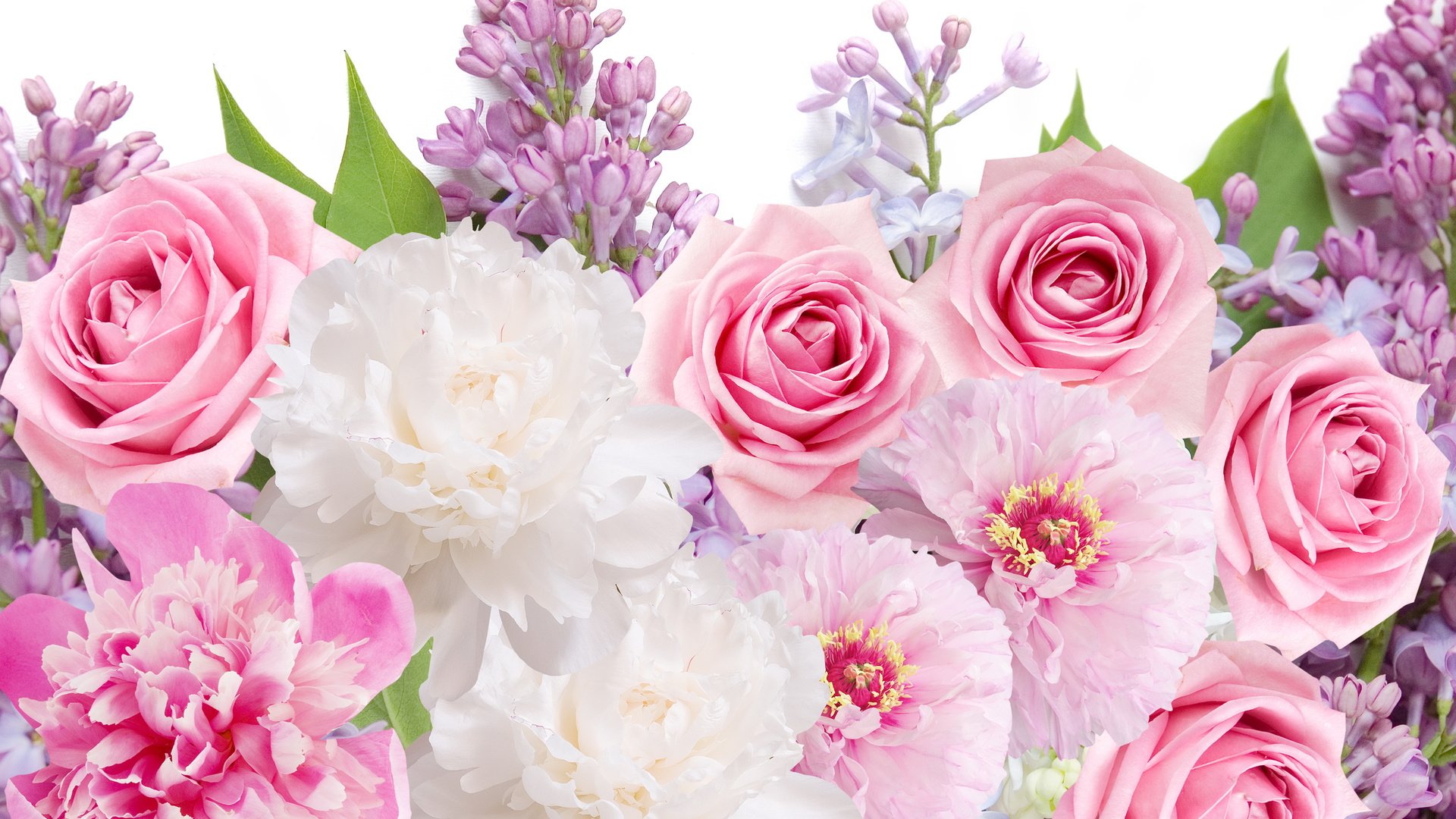 Обои цветы, розы, сирень,  цветы, пионы, роз, lilacs, flowers, roses, lilac, peonies разрешение 5777x3843 Загрузить