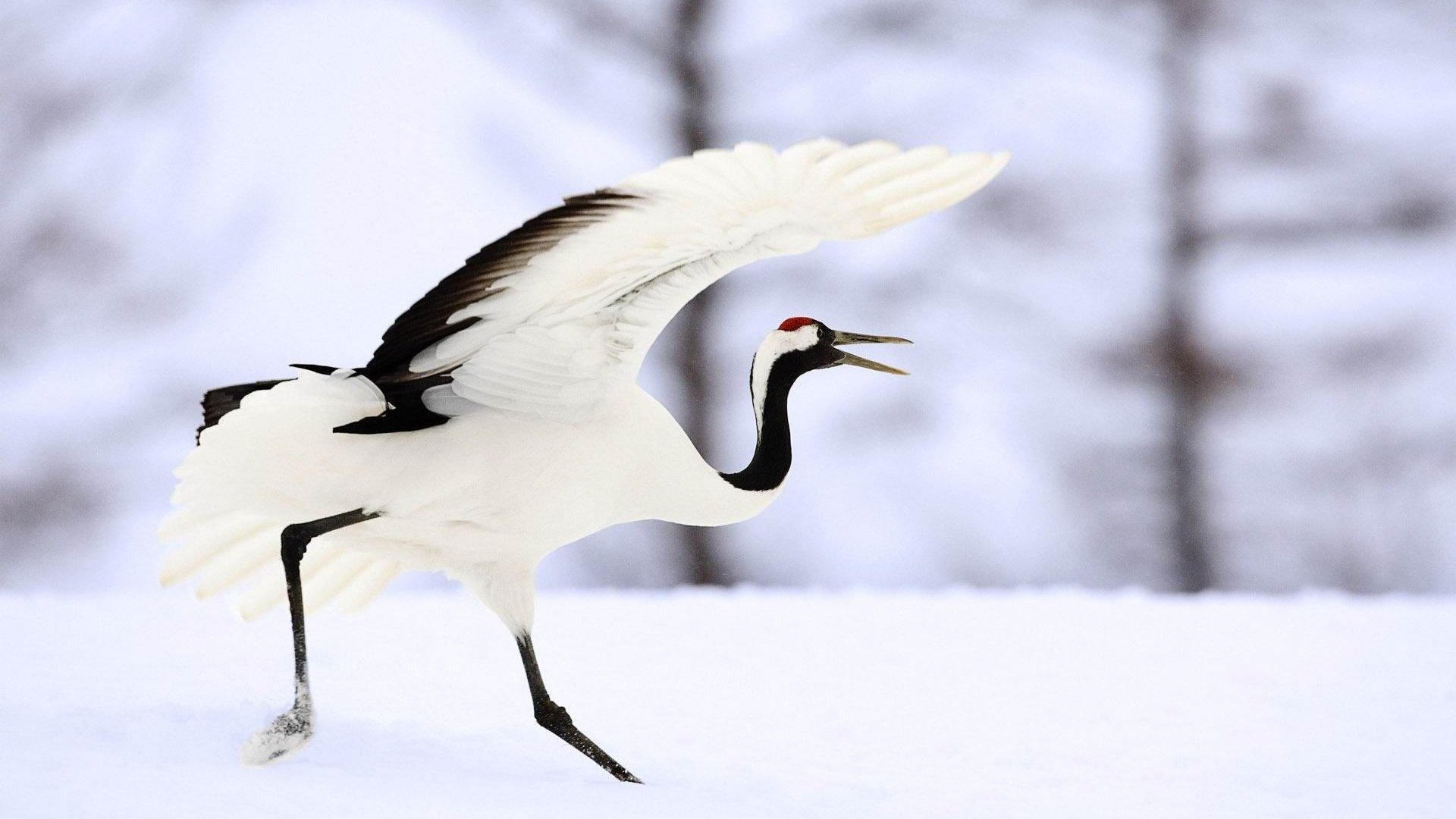 Обои снег, крылья, птица, клюв, перья, журавль, японский журавль, snow, wings, bird, beak, feathers, crane, japanese crane разрешение 1920x1200 Загрузить