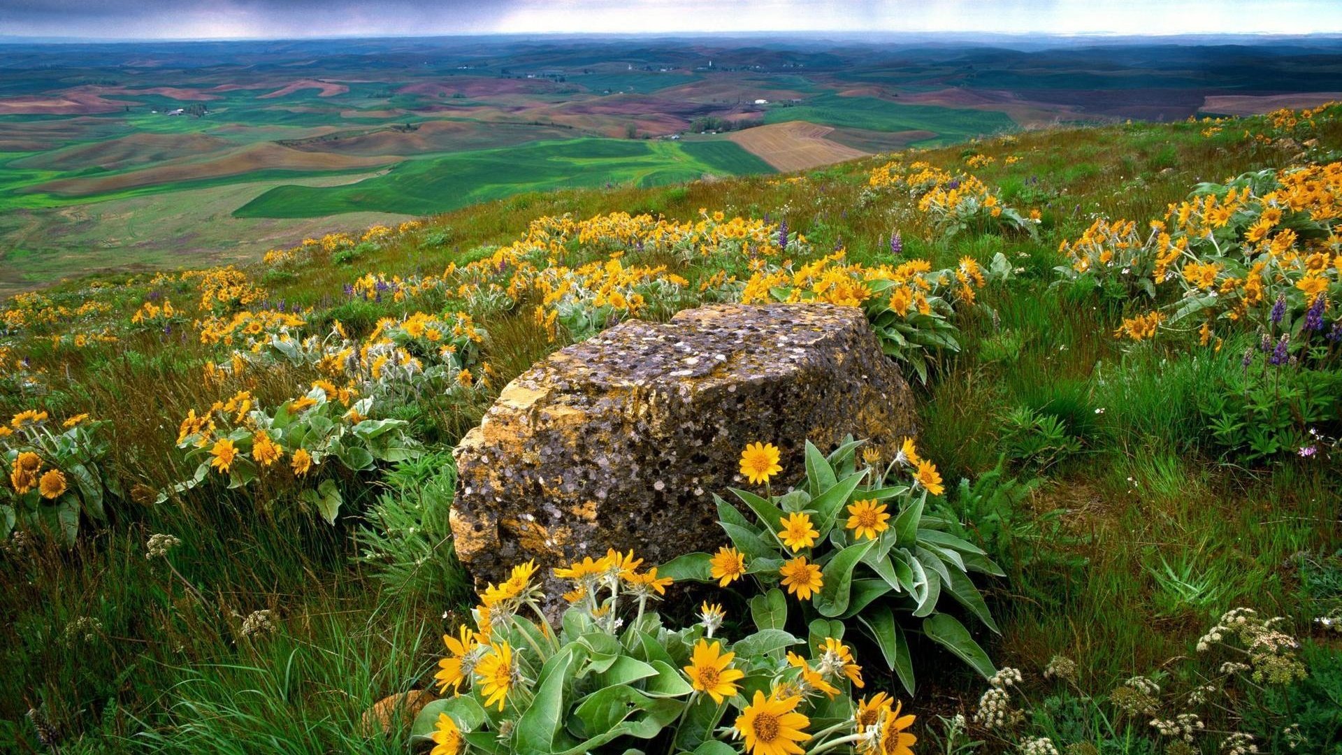 Обои цветы, трава, природа, склон, камень, долина, flowers, grass, nature, slope, stone, valley разрешение 1920x1200 Загрузить