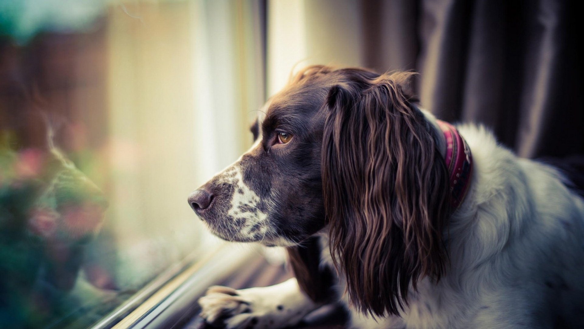 Обои морда, грусть, взгляд, собака, окно, спаниель, face, sadness, look, dog, window, spaniel разрешение 1920x1200 Загрузить