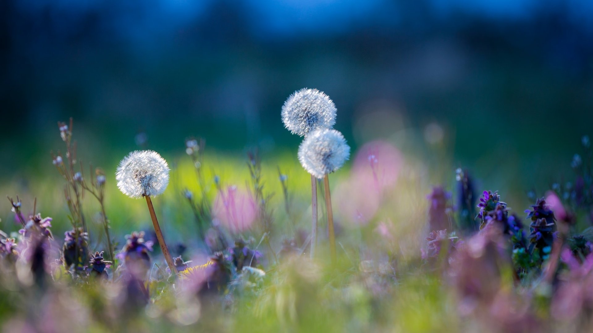 Обои цветы, трава, природа, макро, луг, одуванчики, flowers, grass, nature, macro, meadow, dandelions разрешение 2048x1365 Загрузить