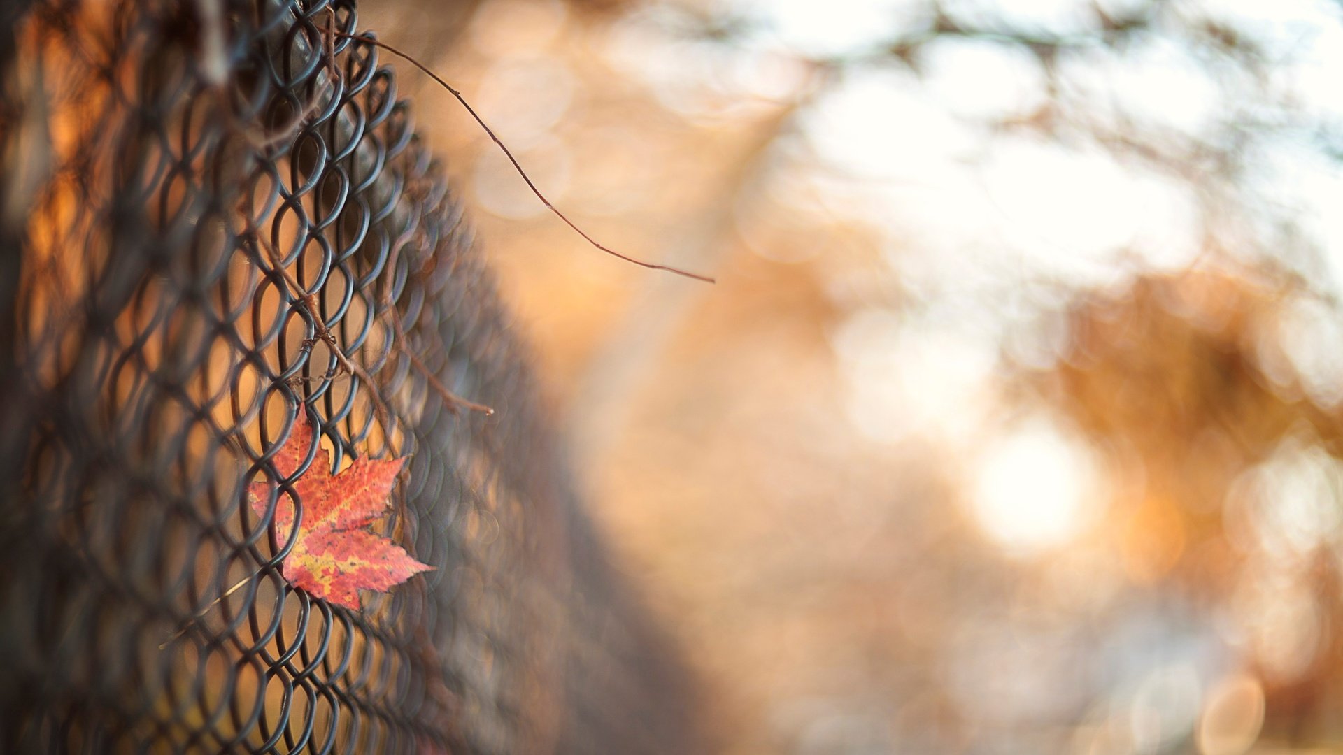 Обои осень, забор, лист, сетка, ограда, autumn, the fence, sheet, mesh, fence разрешение 2583x1616 Загрузить