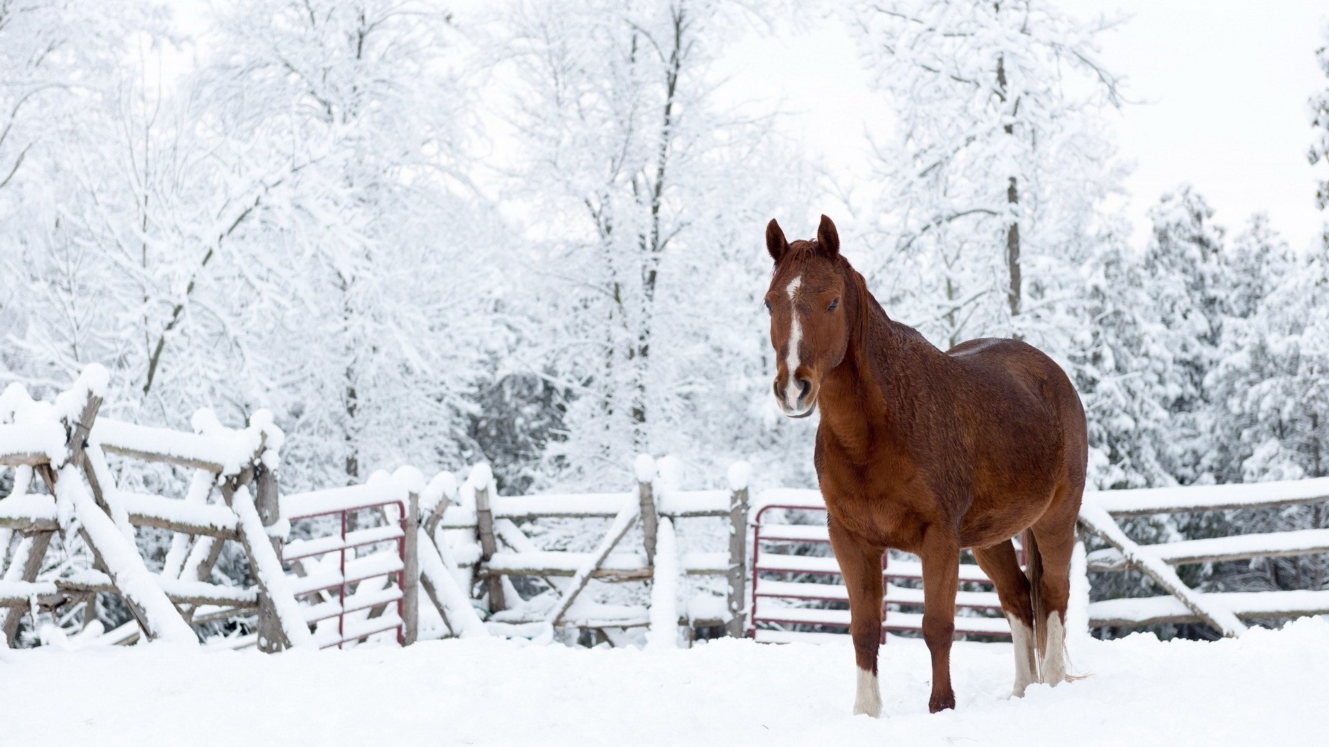 Обои лошадь, снег, природа, зима, конь, horse, snow, nature, winter разрешение 1920x1200 Загрузить