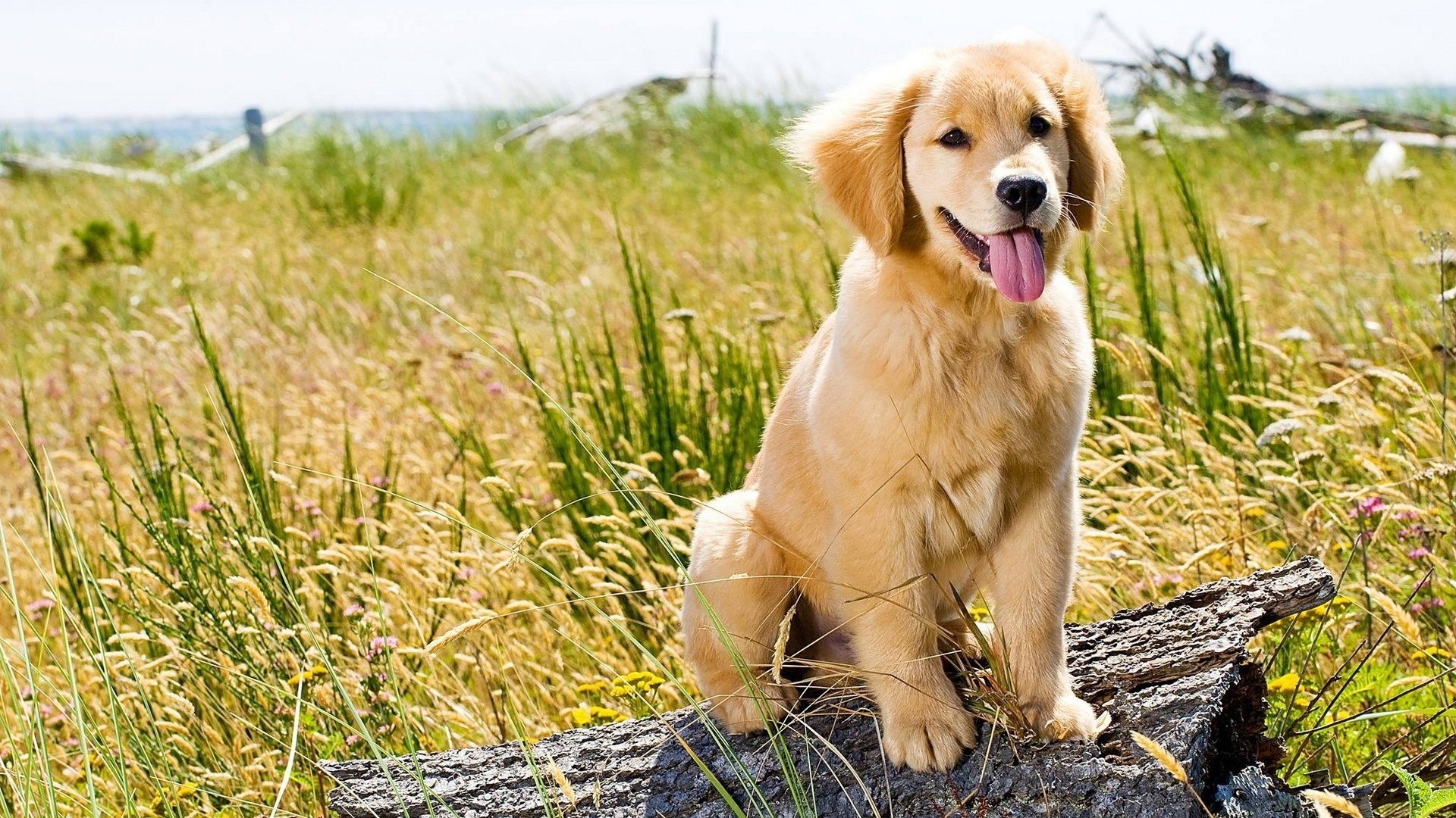 Обои трава, природа, поле, собака, щенок, язык, золотистый ретривер, grass, nature, field, dog, puppy, language, golden retriever разрешение 1920x1200 Загрузить