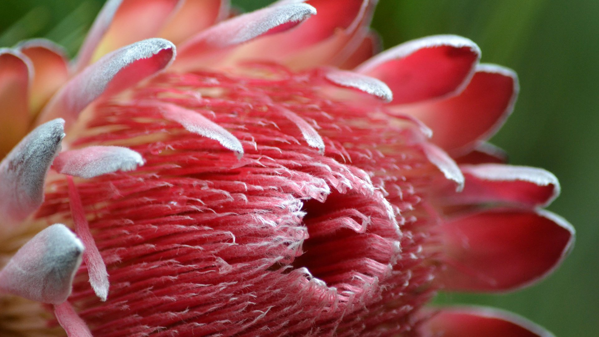 Обои природа, цветок, лепестки, королевская протея, nature, flower, petals, the king protea разрешение 2048x1365 Загрузить