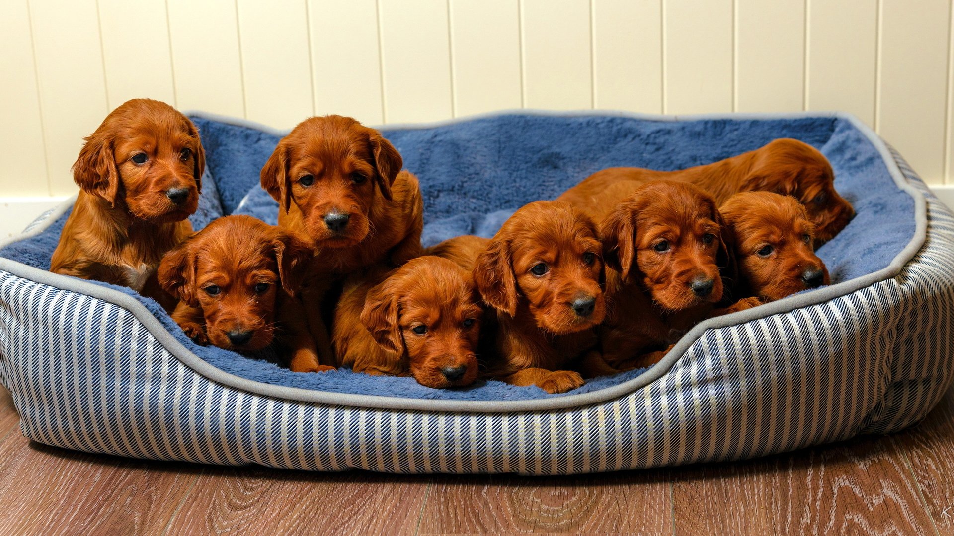 Обои щенки, собаки, ирландский сеттер, puppies, dogs, irish setter разрешение 2766x1440 Загрузить