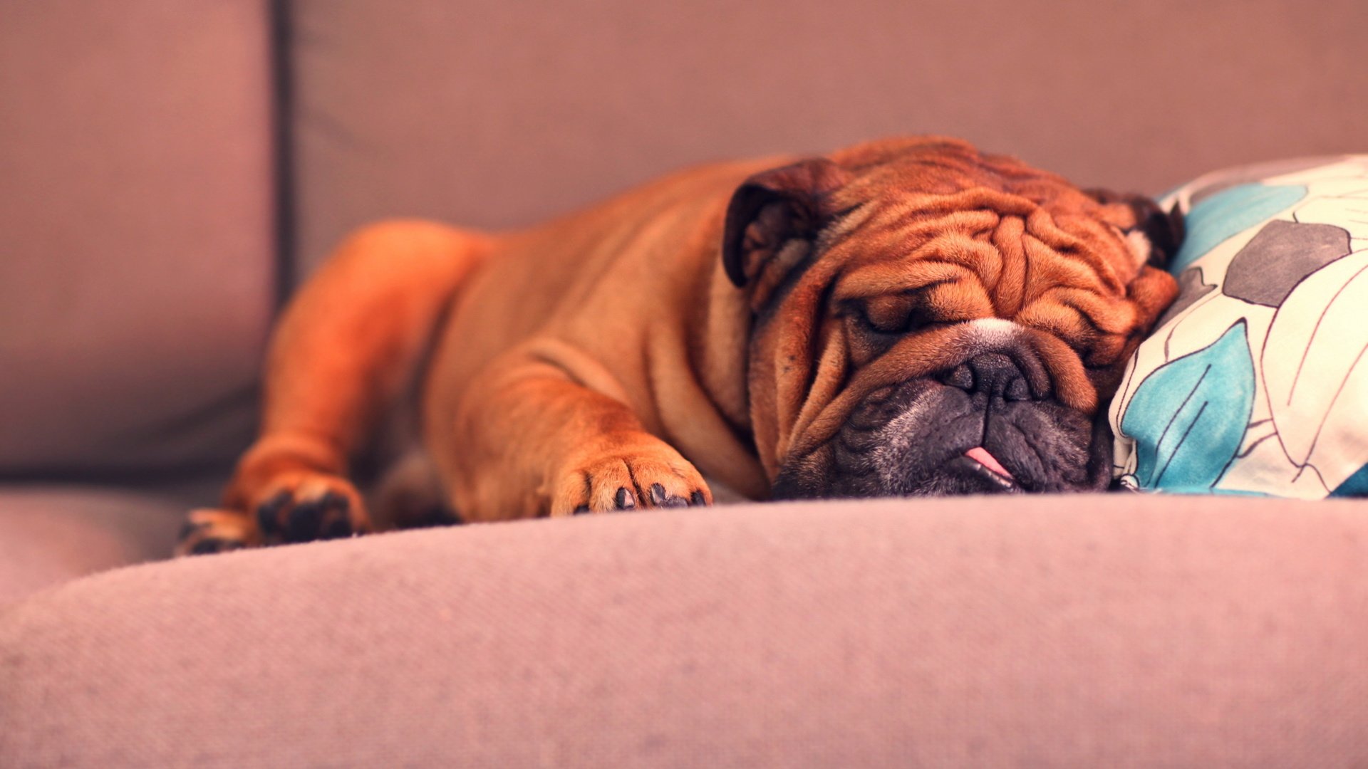 Обои собака, спит, язык, диван, подушка, шарпей, dog, sleeping, language, sofa, pillow, sharpay разрешение 2560x1613 Загрузить