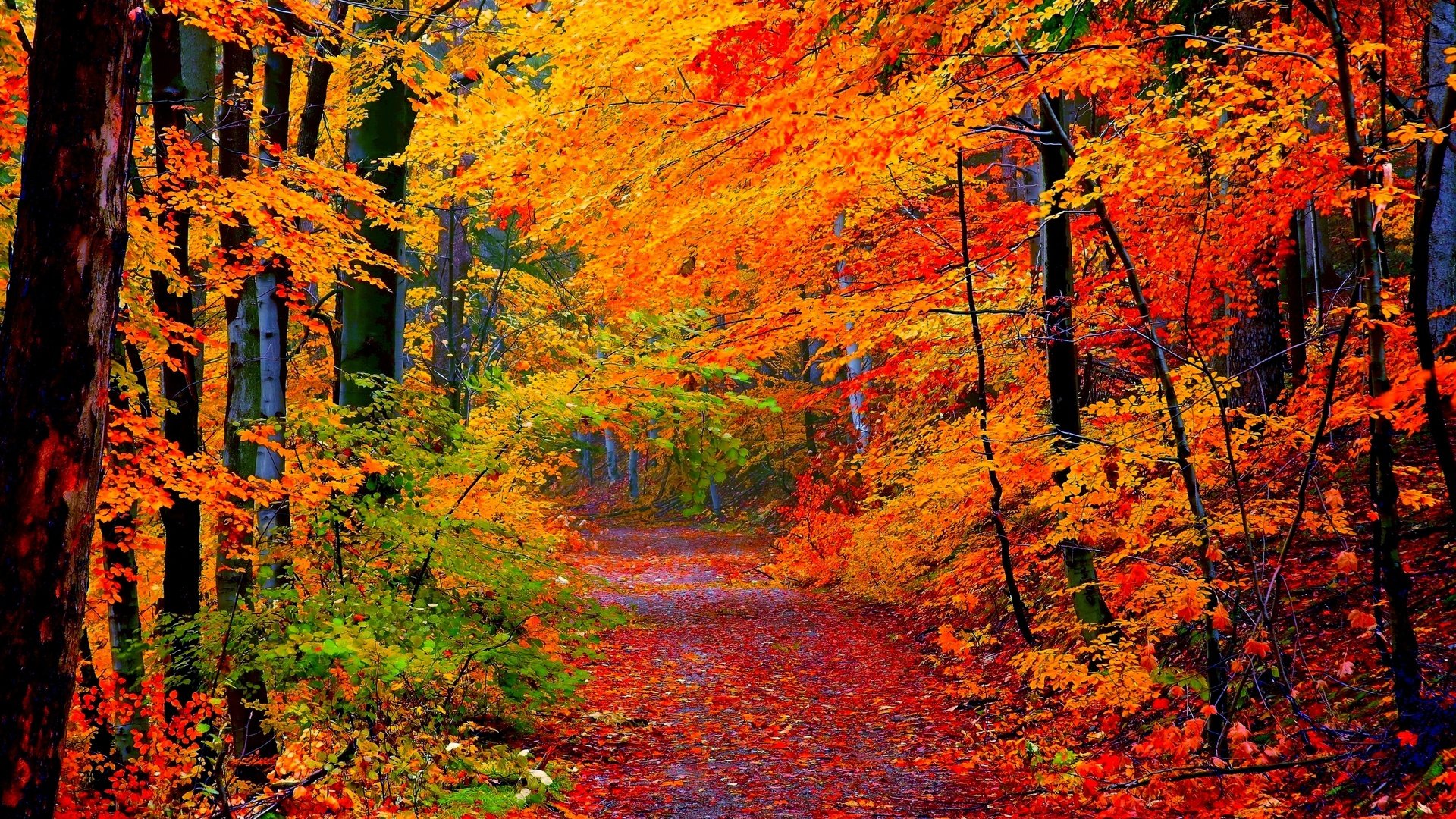 Обои дорога, деревья, лес, листья, осень, road, trees, forest, leaves, autumn разрешение 2560x1600 Загрузить