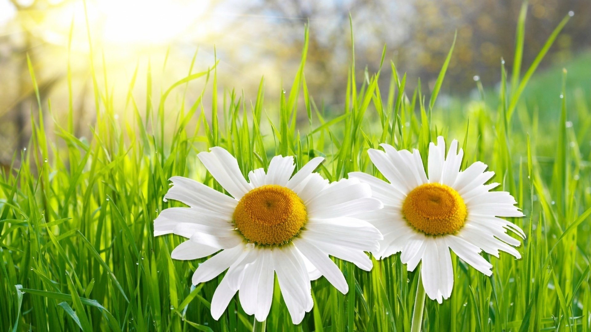 Обои небо, свет, цветы, трава, лето, ромашки, белые, the sky, light, flowers, grass, summer, chamomile, white разрешение 1920x1200 Загрузить