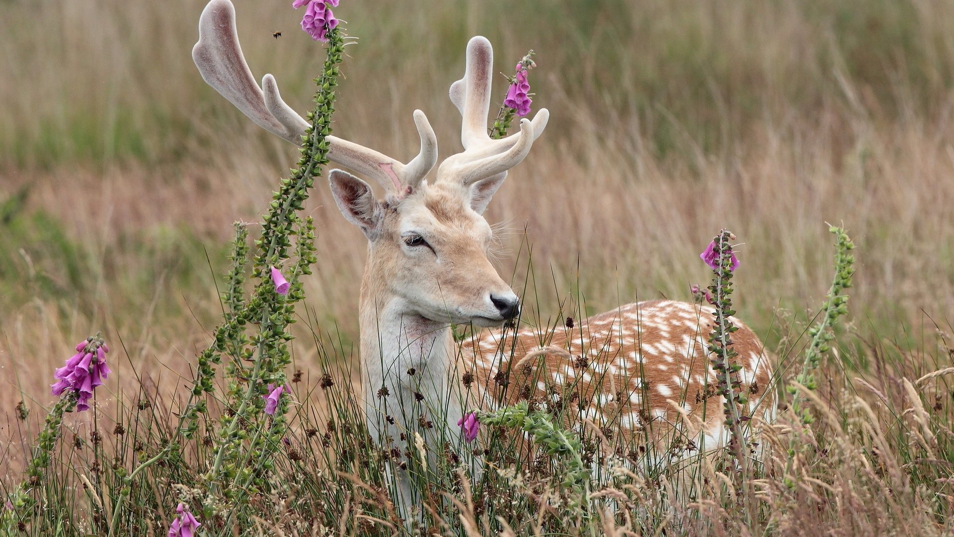 Обои цветы, трава, природа, олень, рога, flowers, grass, nature, deer, horns разрешение 1920x1280 Загрузить