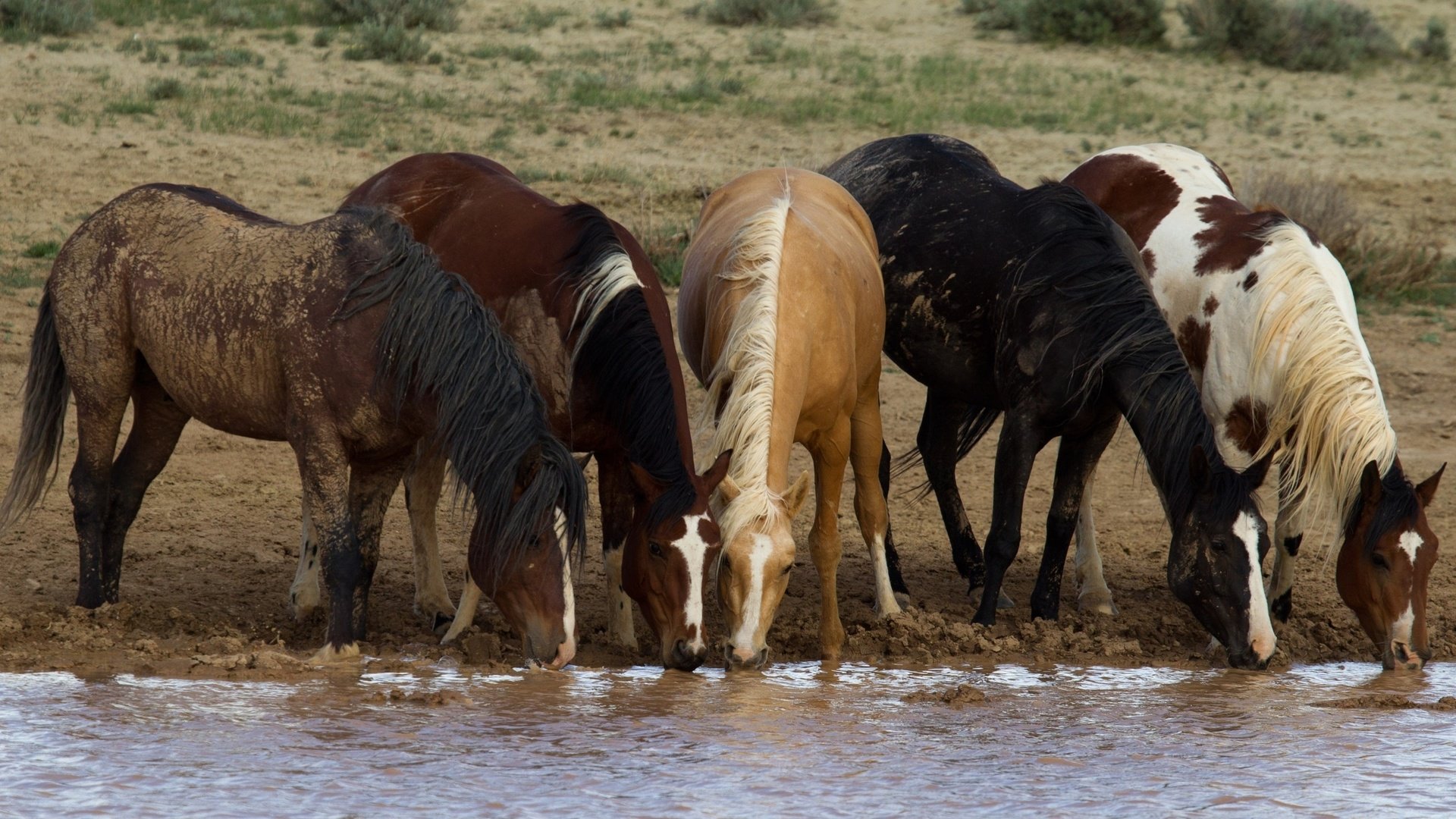 Обои лошади, кони, водопой, табун, horse, horses, drink, the herd разрешение 3400x1825 Загрузить